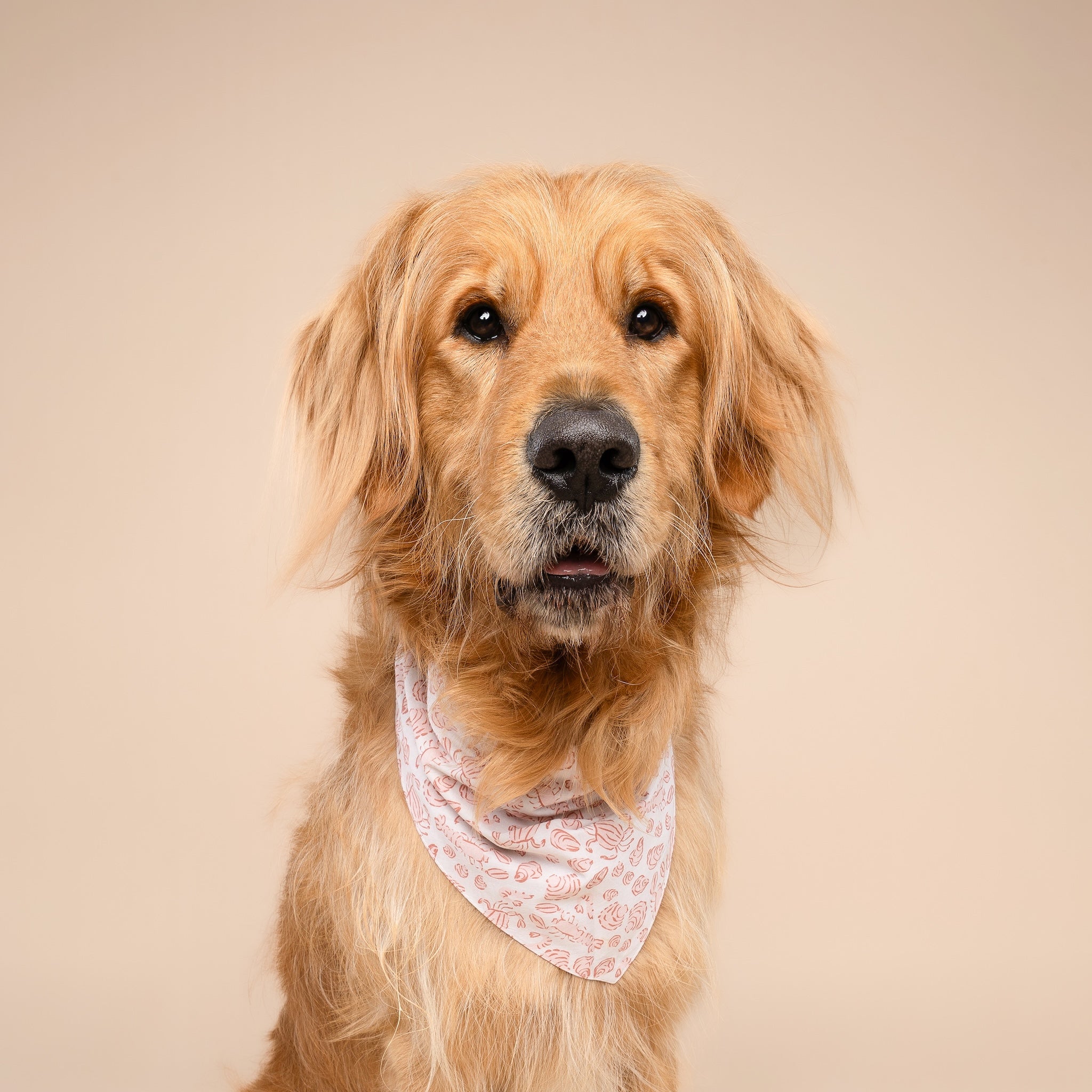 Tides Dog Bandana
