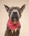 Tied In A Bow Dog Bandana