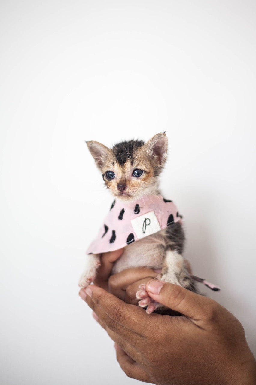 Tiny tiny kitten - rescued and loved