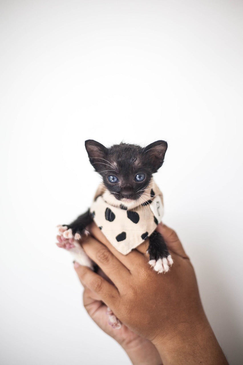 Tiny tiny kitten - rescued and loved