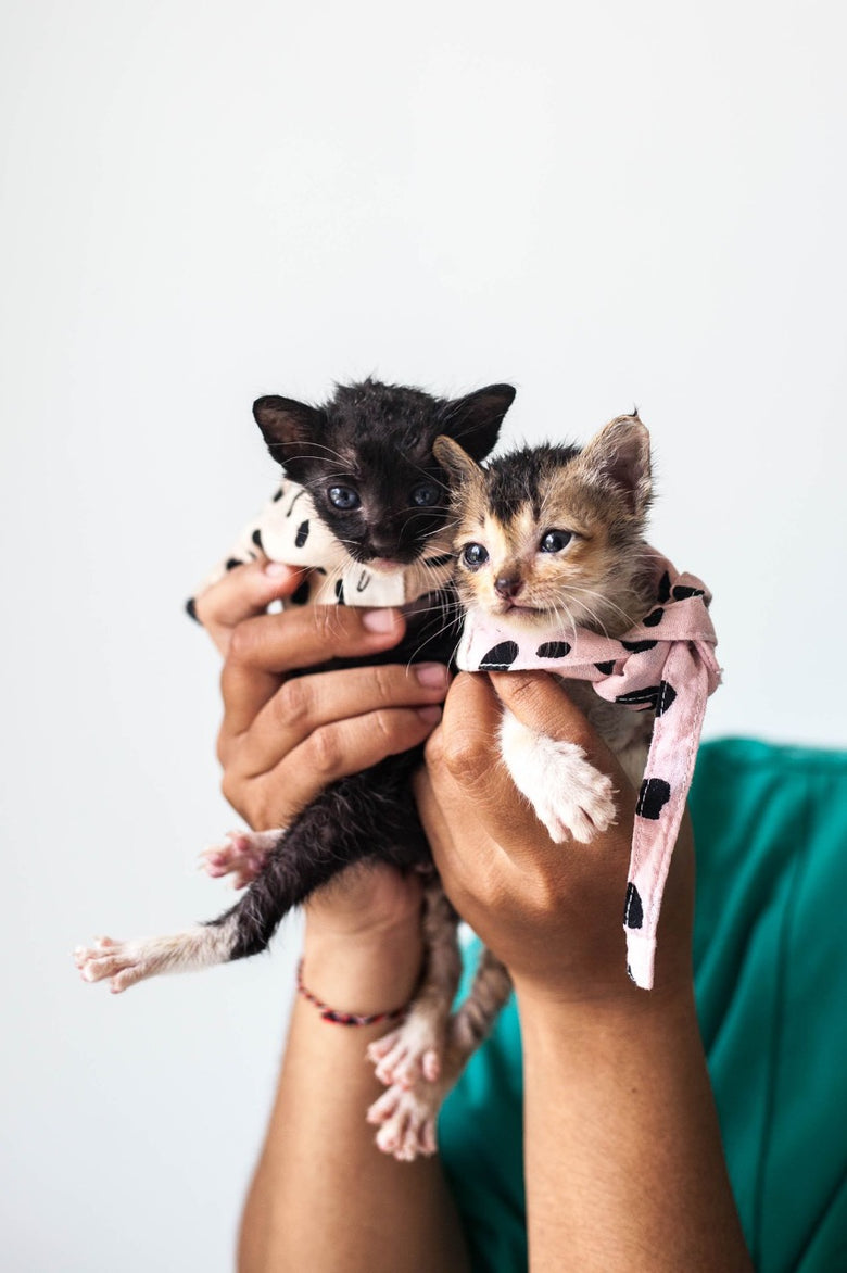 Tiny tiny kittens - rescued and loved