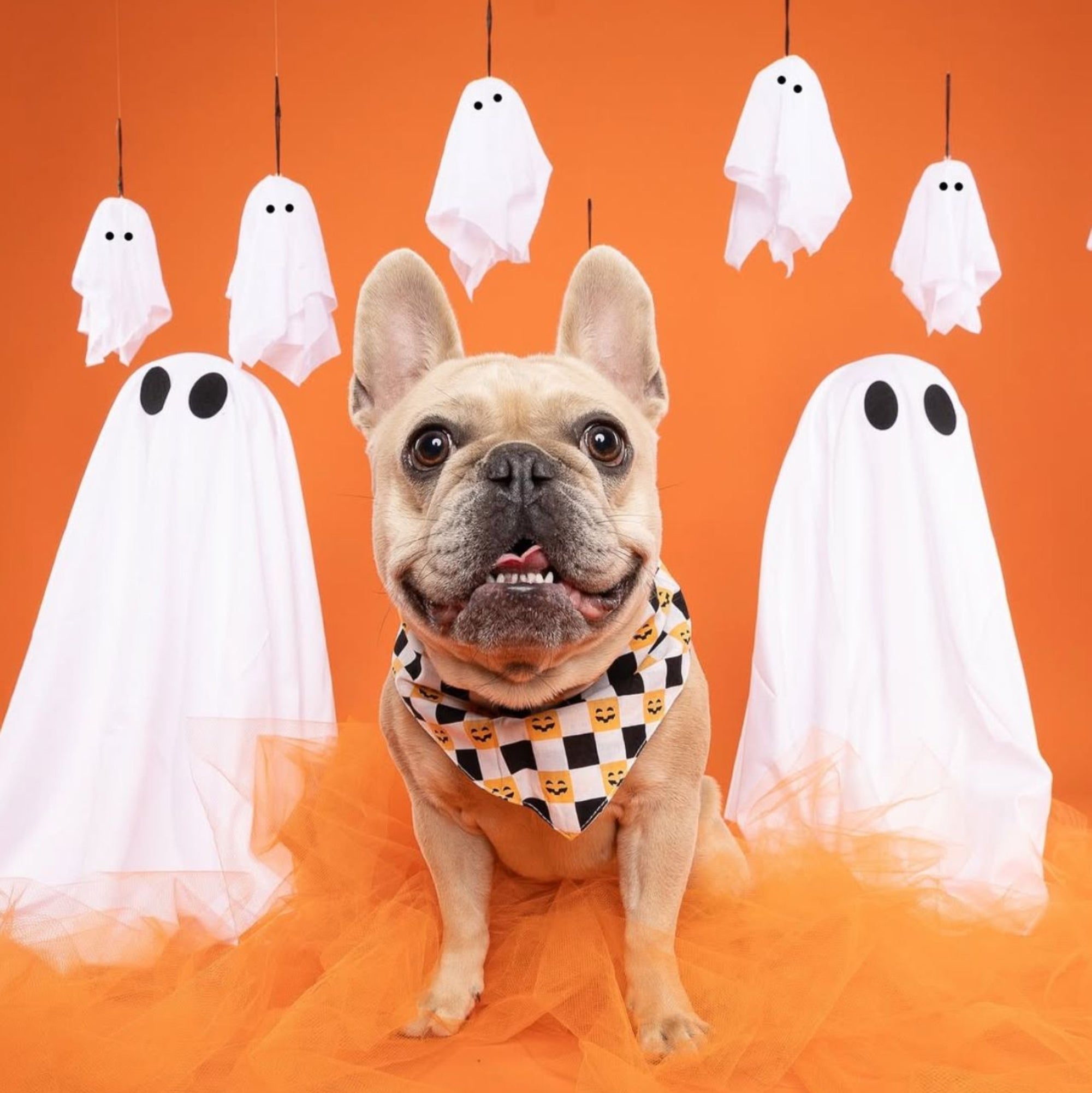 Dog wearing a Halloween bandana with ghost decorations on an orange background