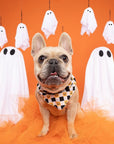 Dog wearing a Halloween bandana with ghost decorations on an orange background