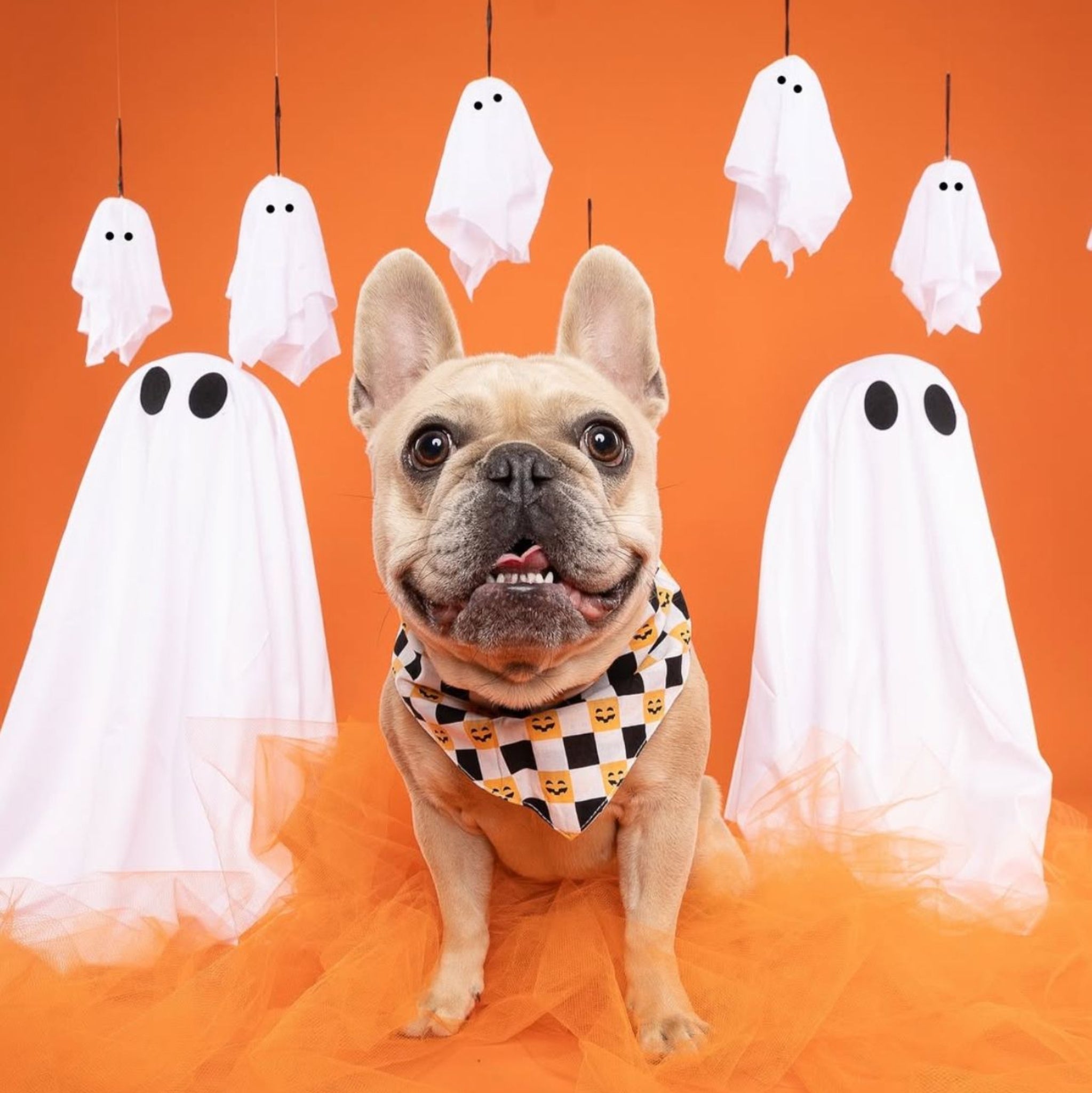 Dog wearing a Halloween bandana with ghost decorations on an orange background