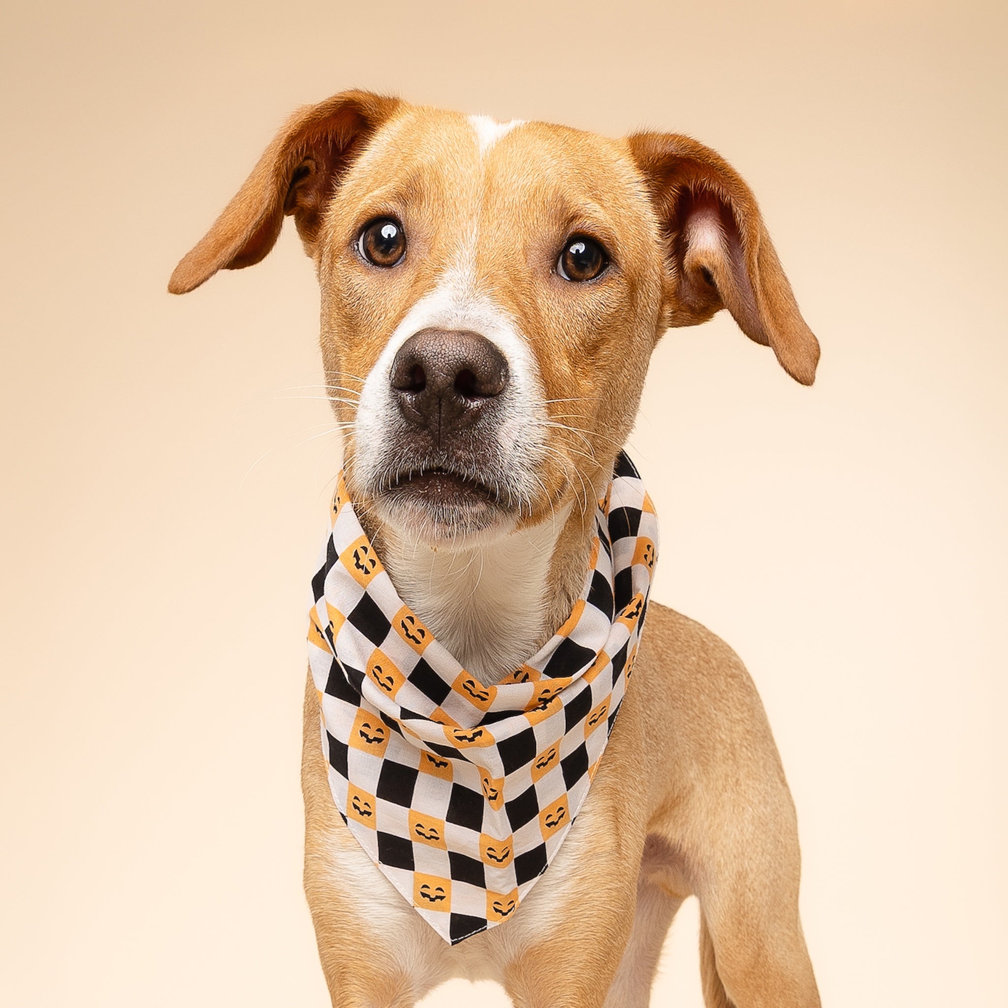 Trick or Treat Dog Bandana