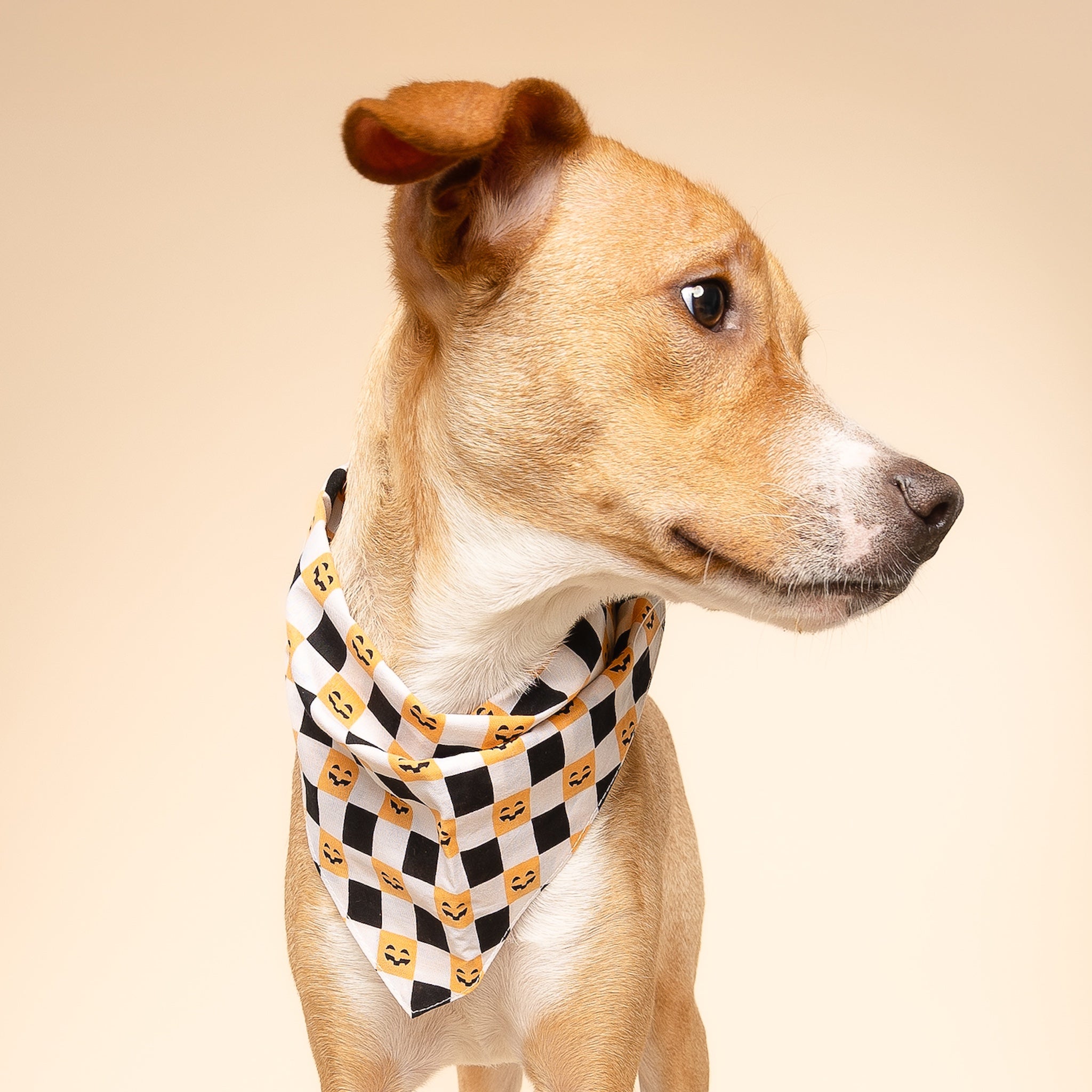 Trick or Treat Dog Bandana
