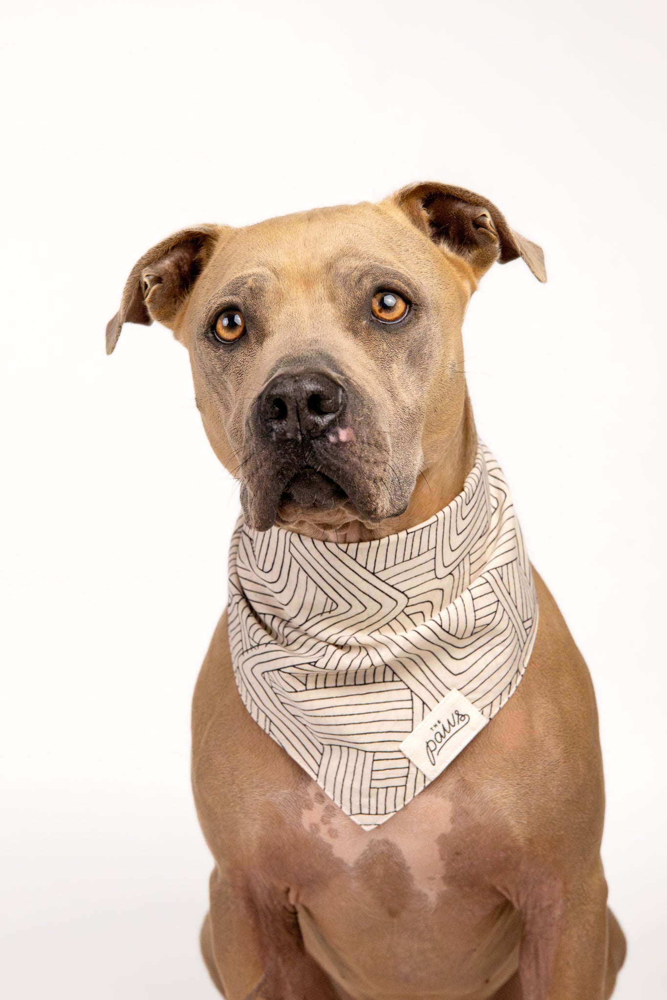 Dog wearing Tumble bandana
