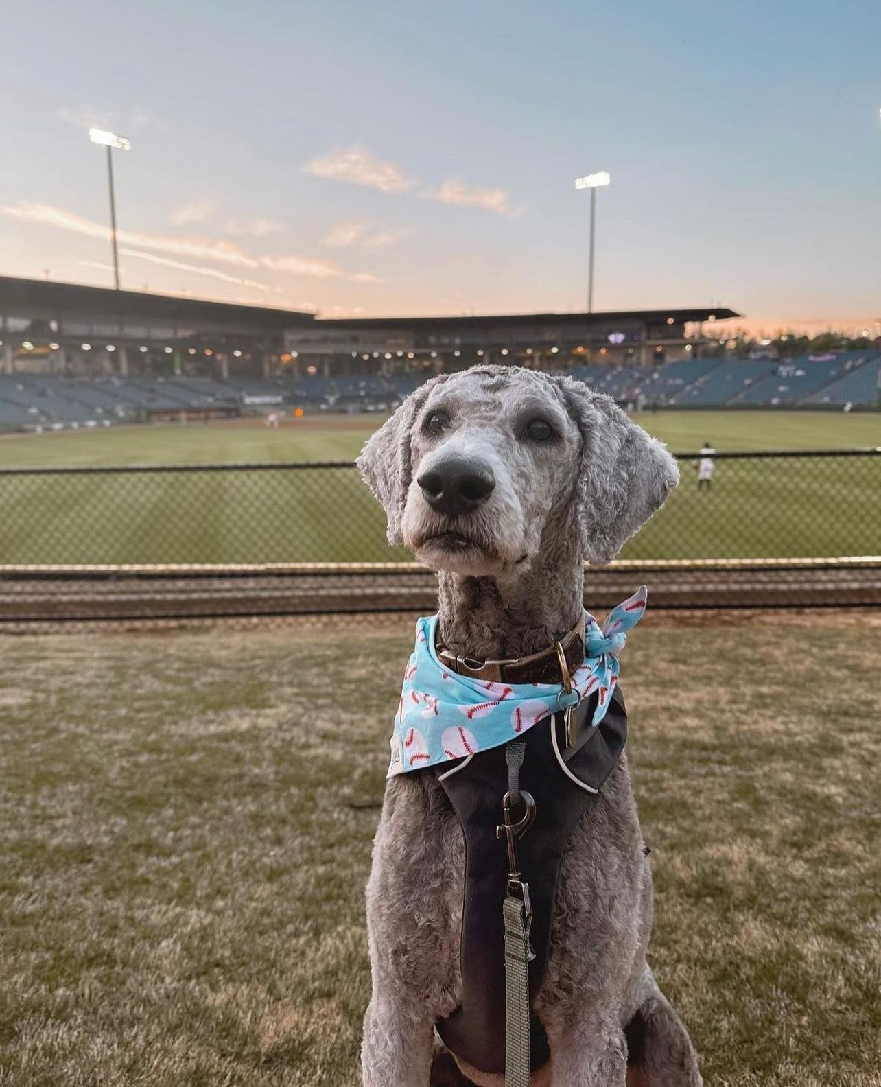 Dog wearing Home Run bandana
