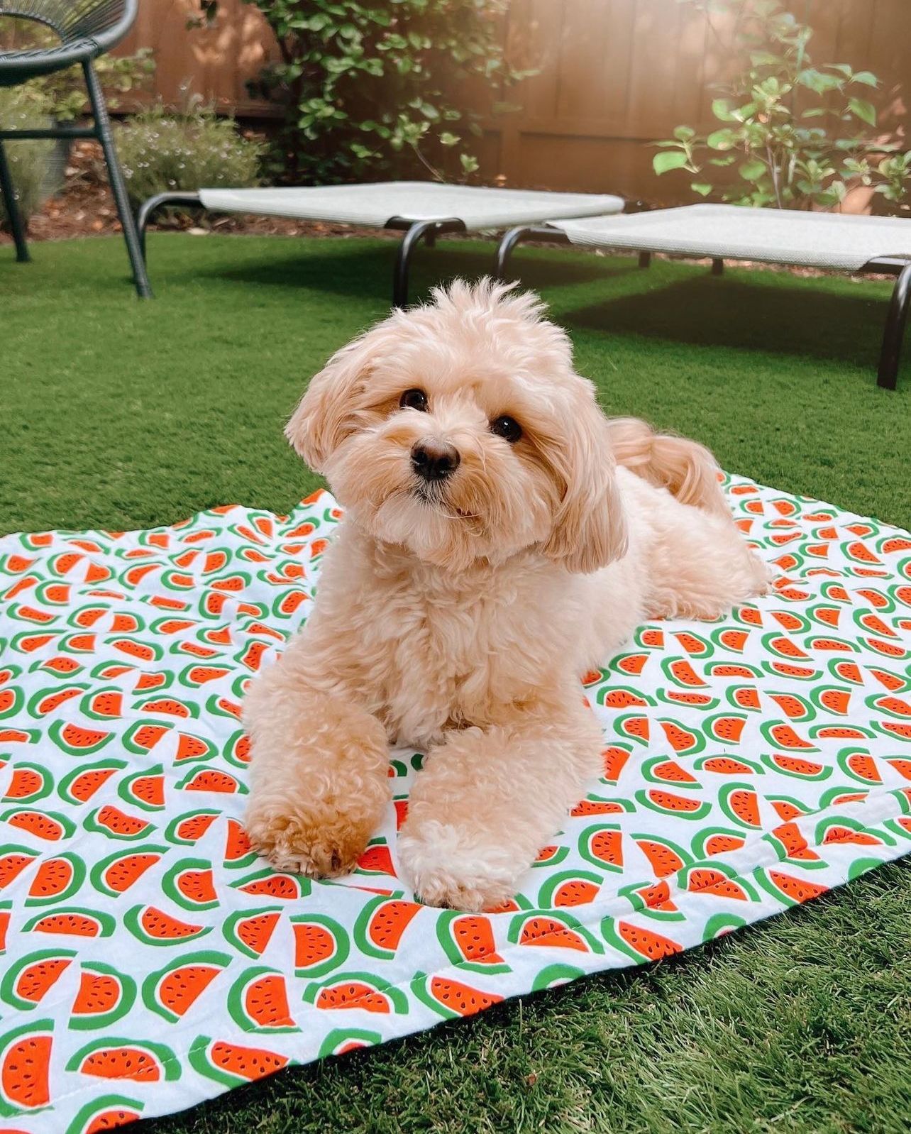 Dog Towel • Melon