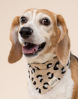 Urban Dog Bandana