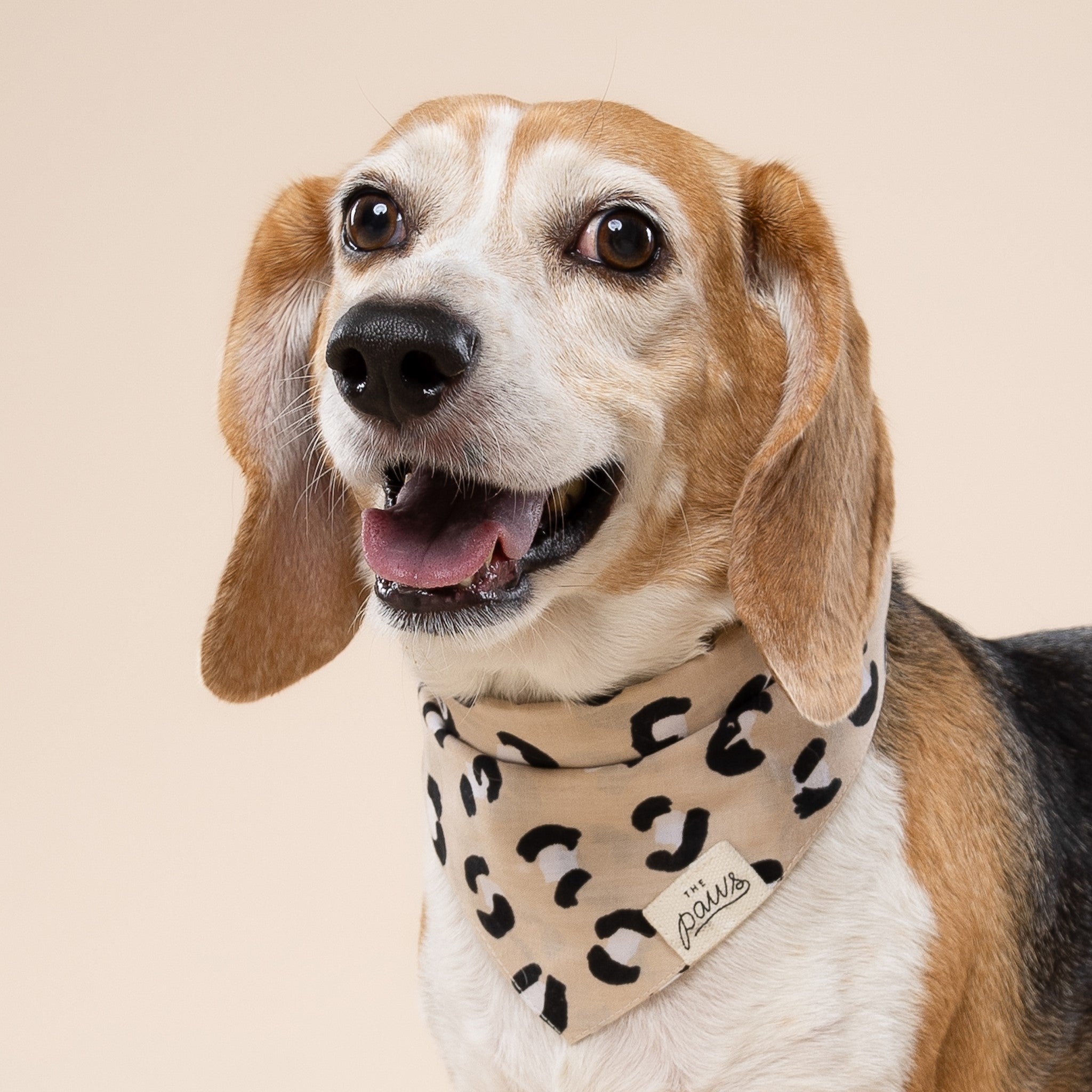 Urban Dog Bandana