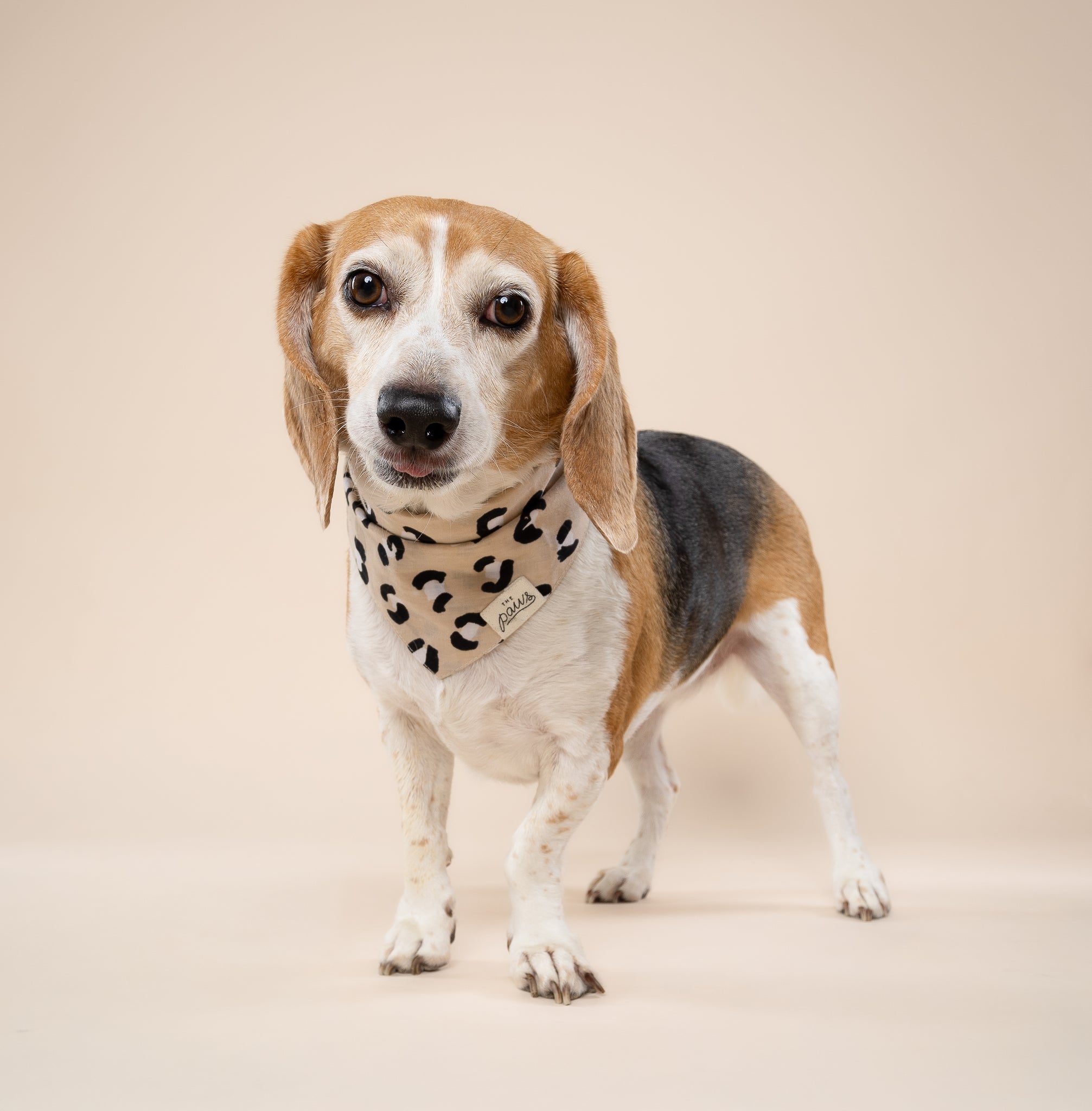 Urban Dog Bandana