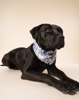 Wander Dog Bandana
