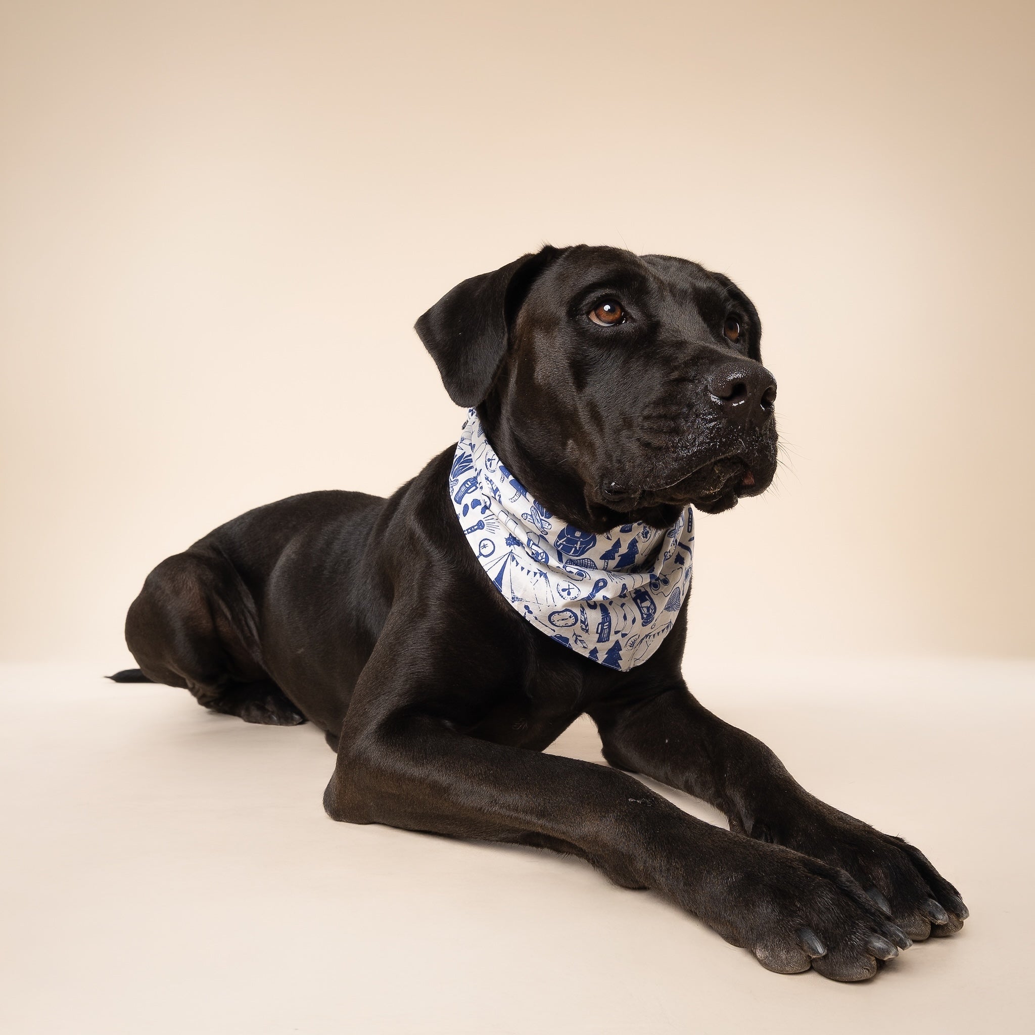 Wander Dog Bandana