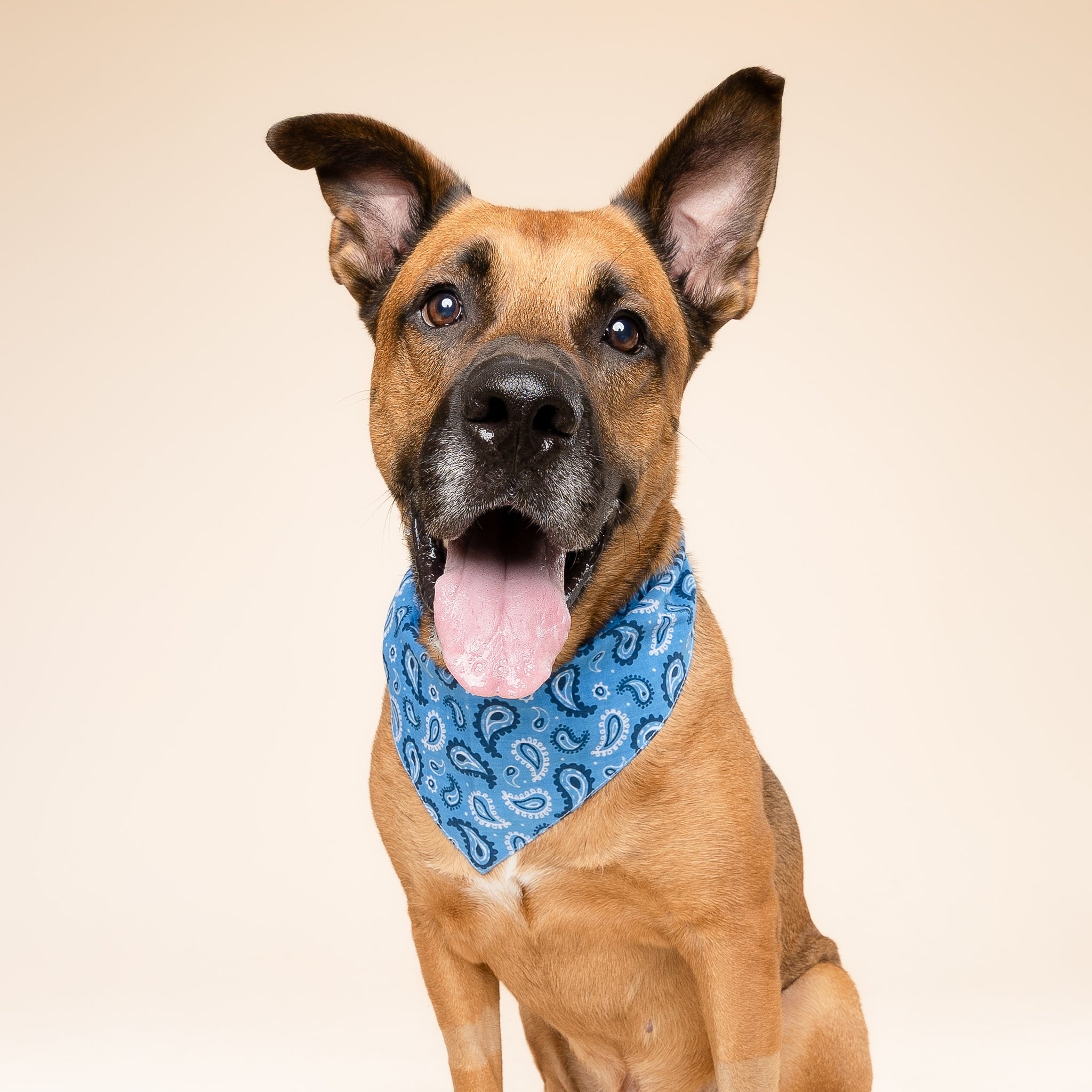 West Dog Bandana