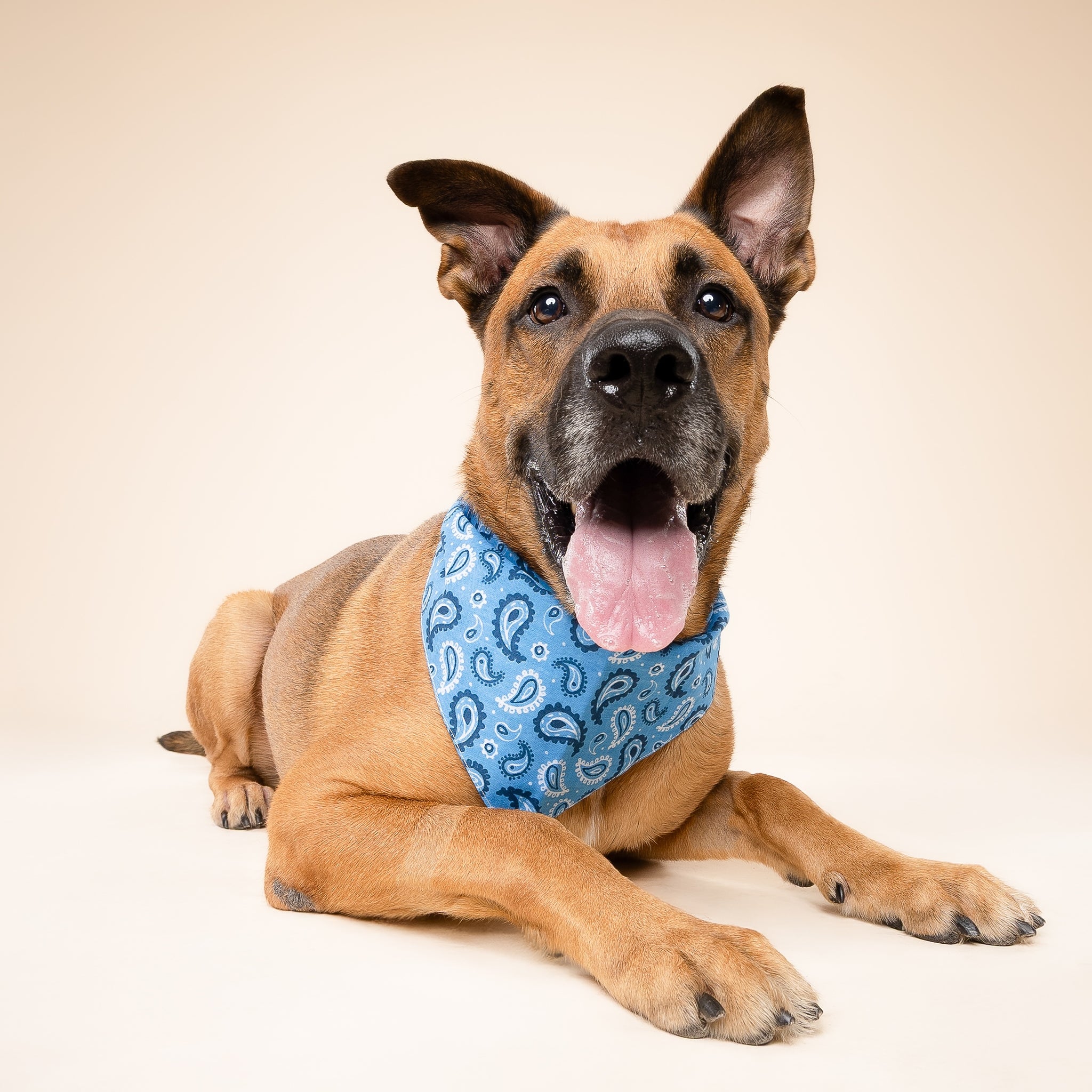 West Dog Bandana