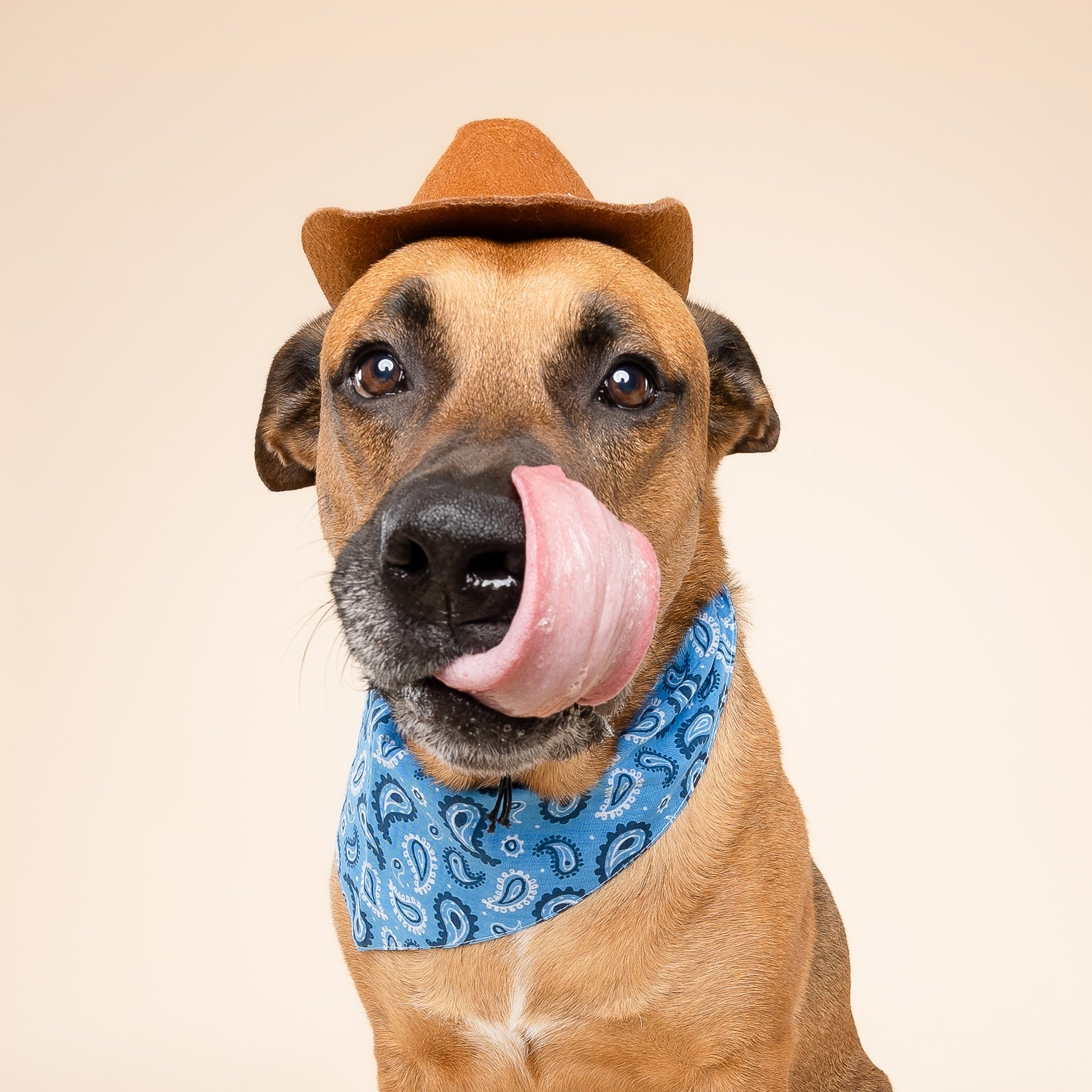 West Dog Bandana