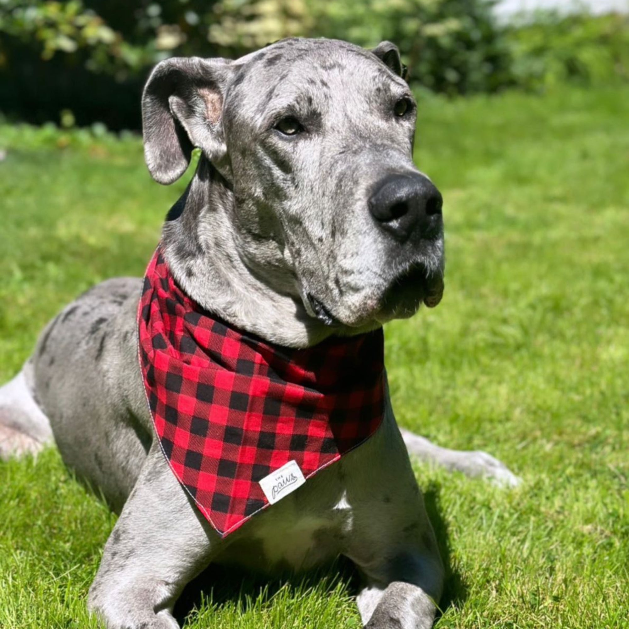 Whiskey Dog Bandana - The Paws
