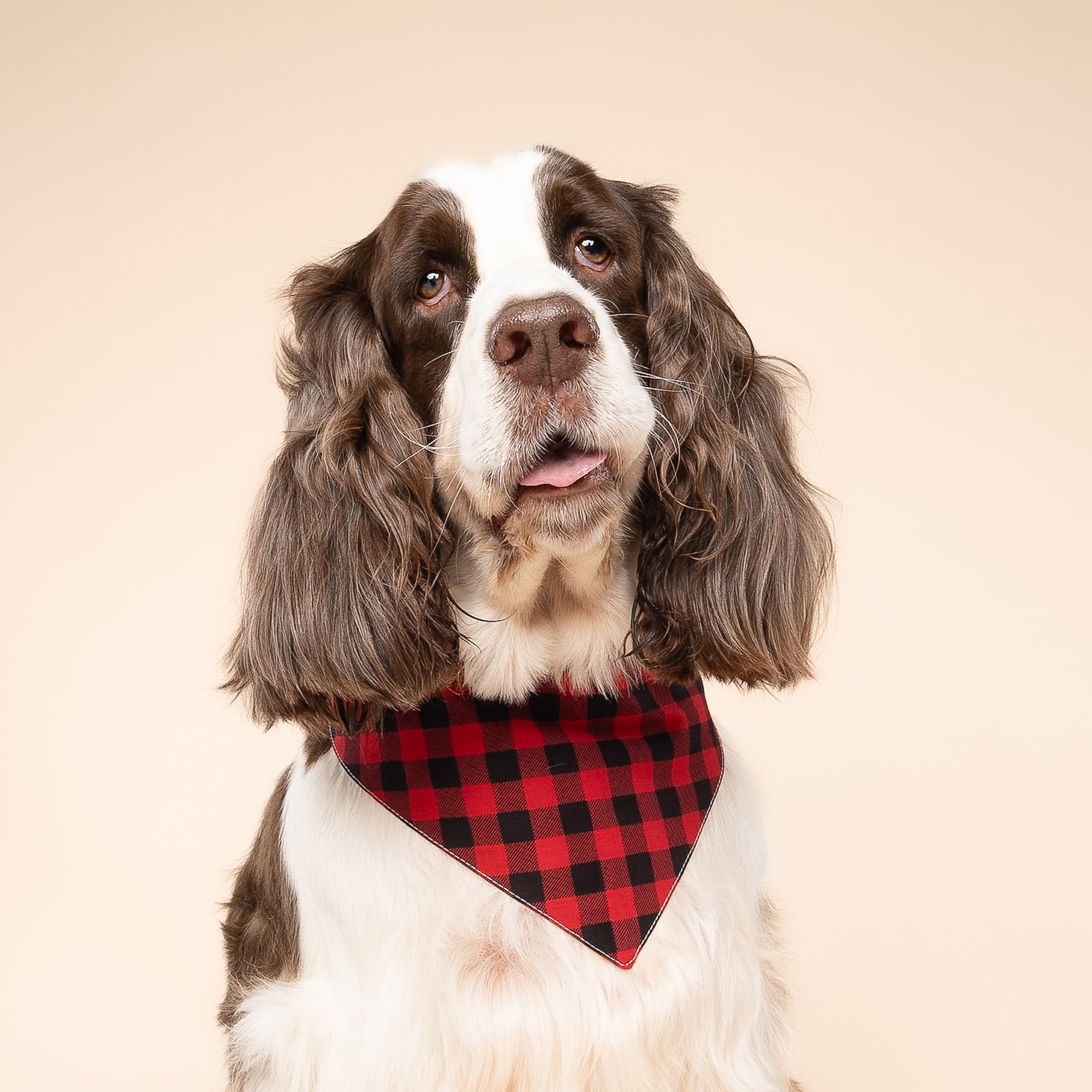 Whiskey Dog Bandana