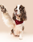 Whiskey Dog Bandana