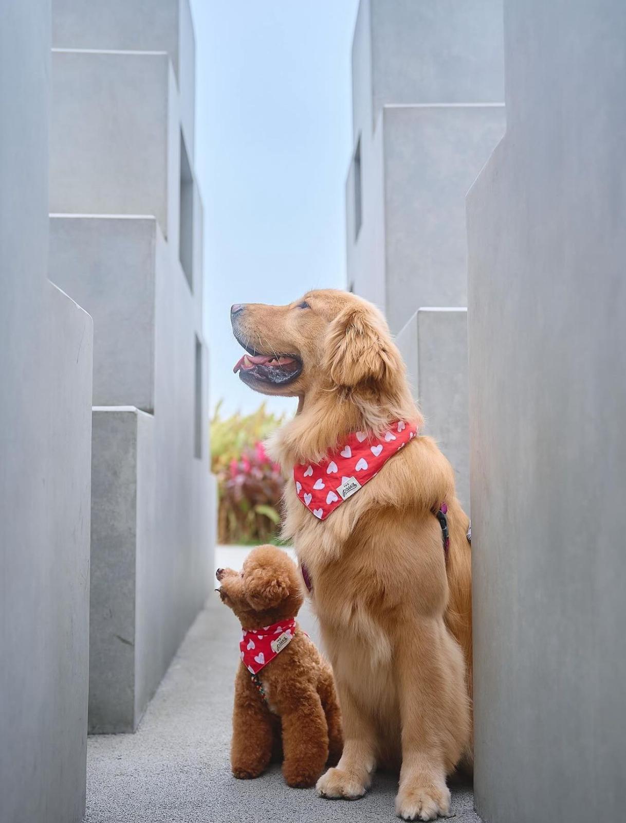 Whole Lotta Love dog bandana from The Paws
