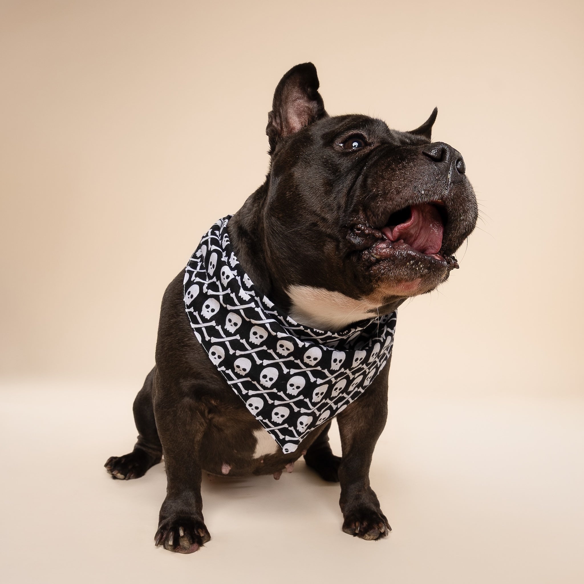 Dog wearing a bandana with a skull pattern on a black background