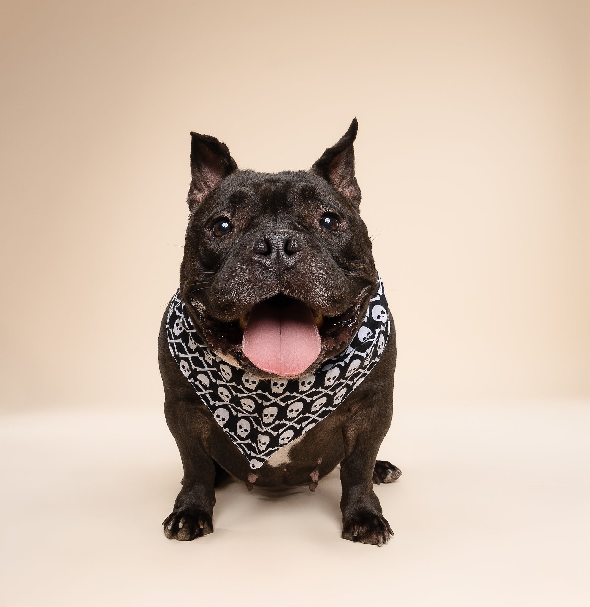 Black dog wearing a skull-patterned bandana on a black background