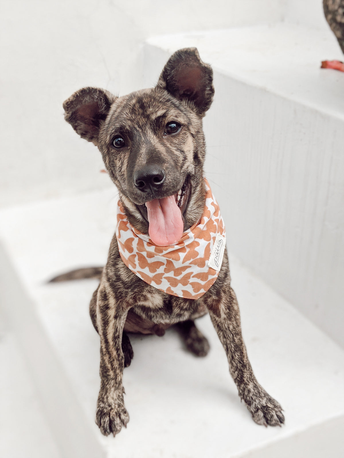 Willow dog bandana worn by a rescue dog