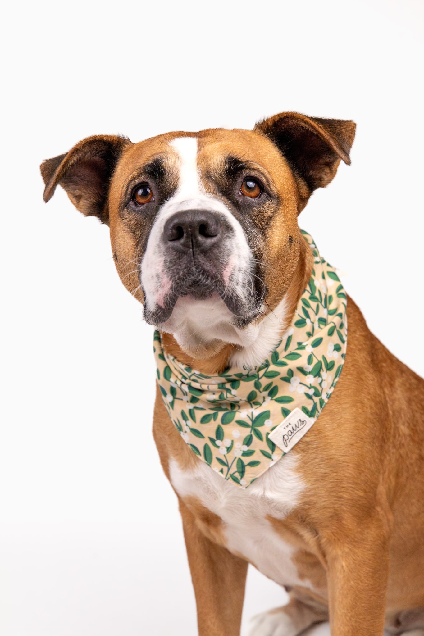 Winter Berry - Dog Bandana from The Paws