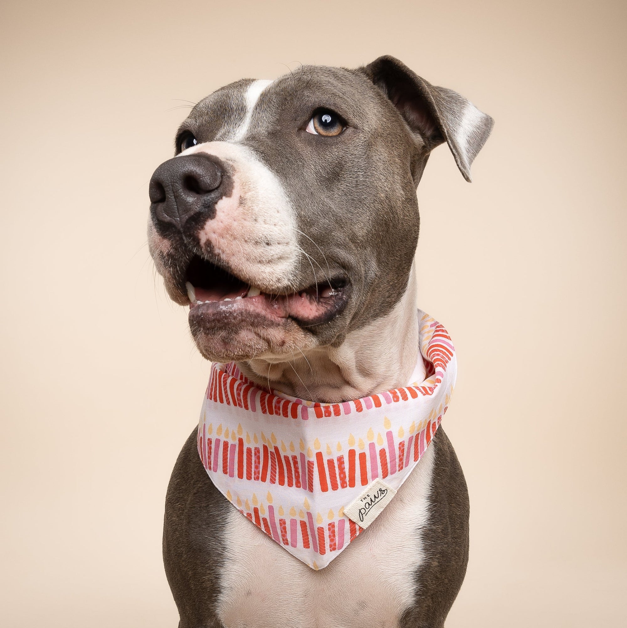 Wish Pink Dog Bandana from The Paws 1