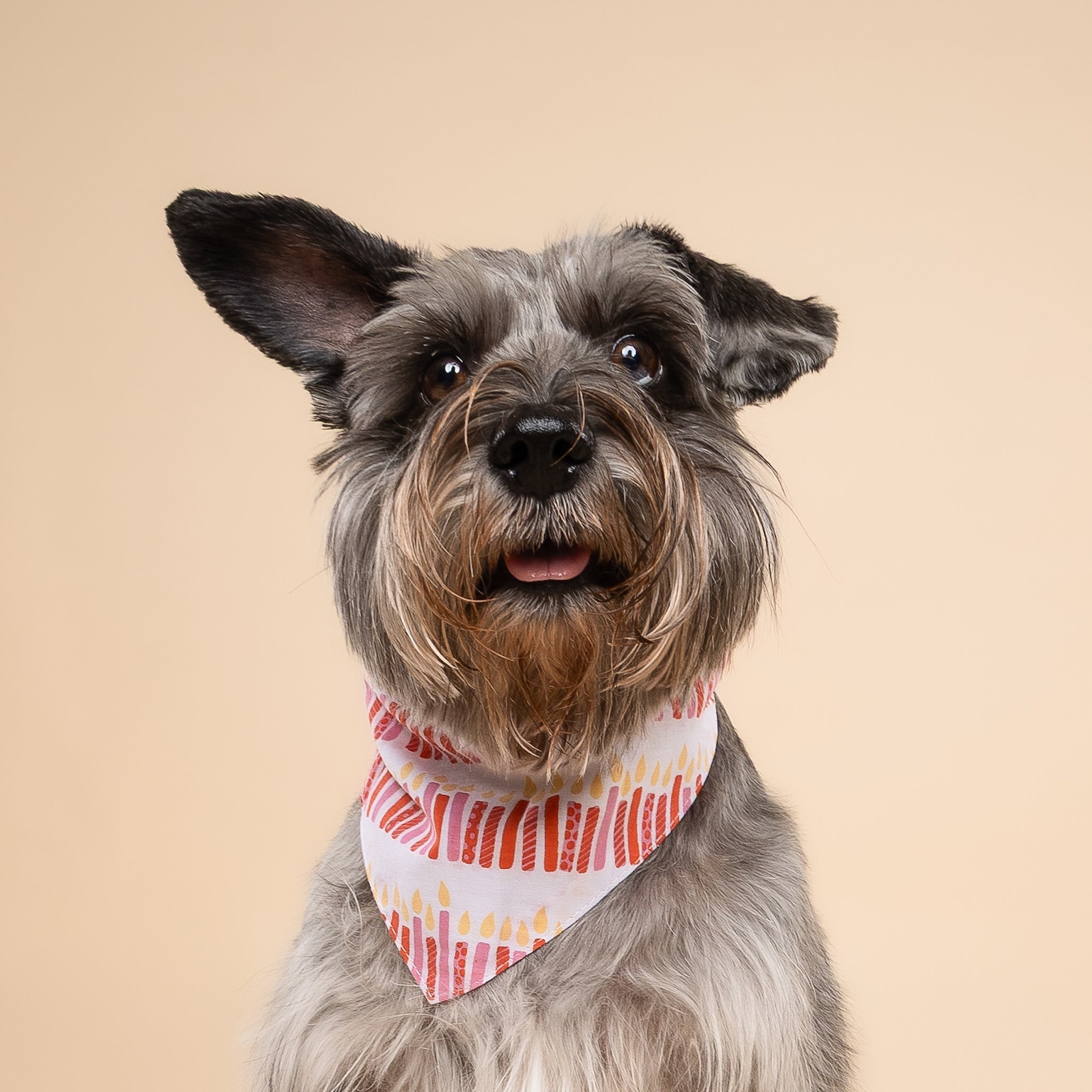Wish Pink Dog Bandana