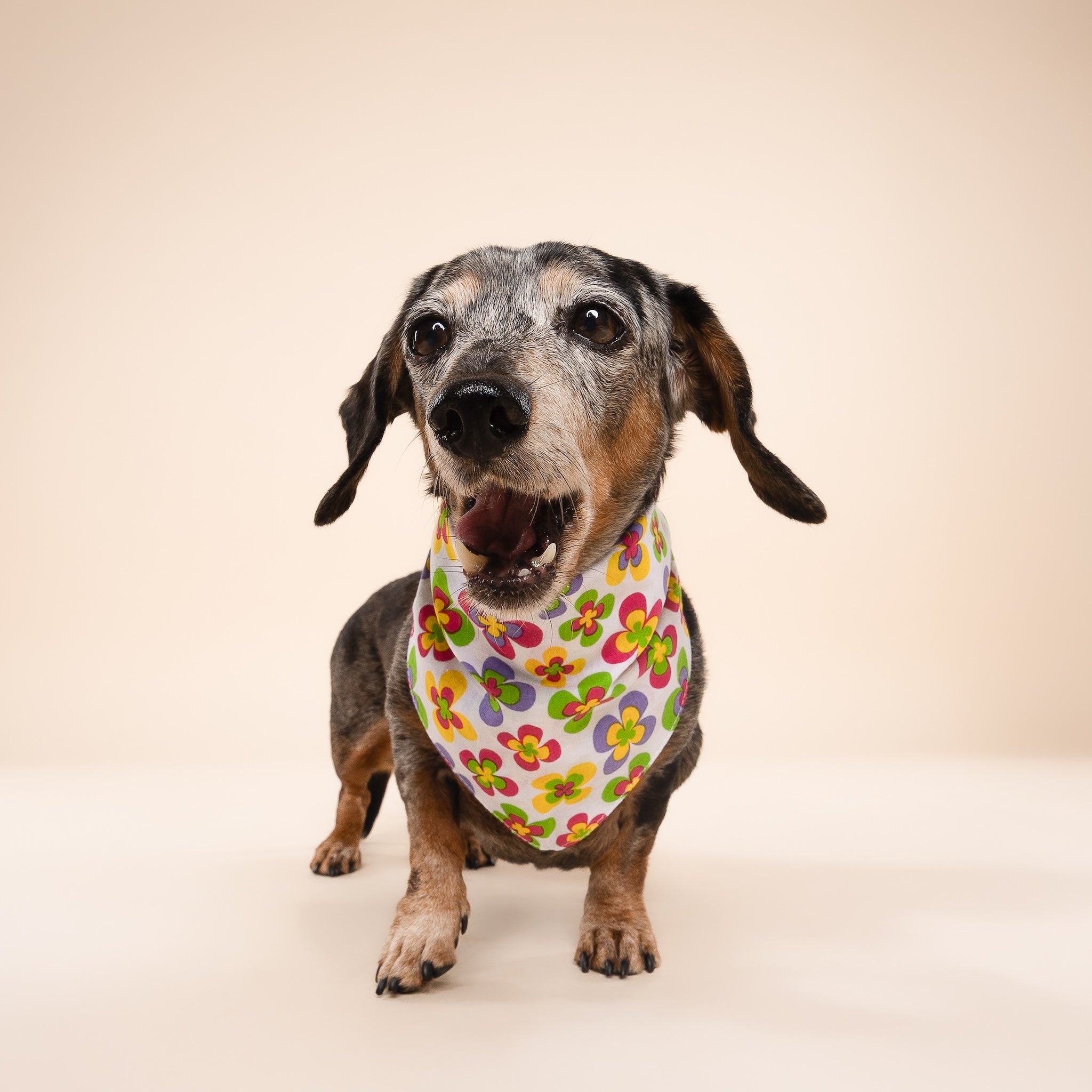 Y2K Dog Bandana