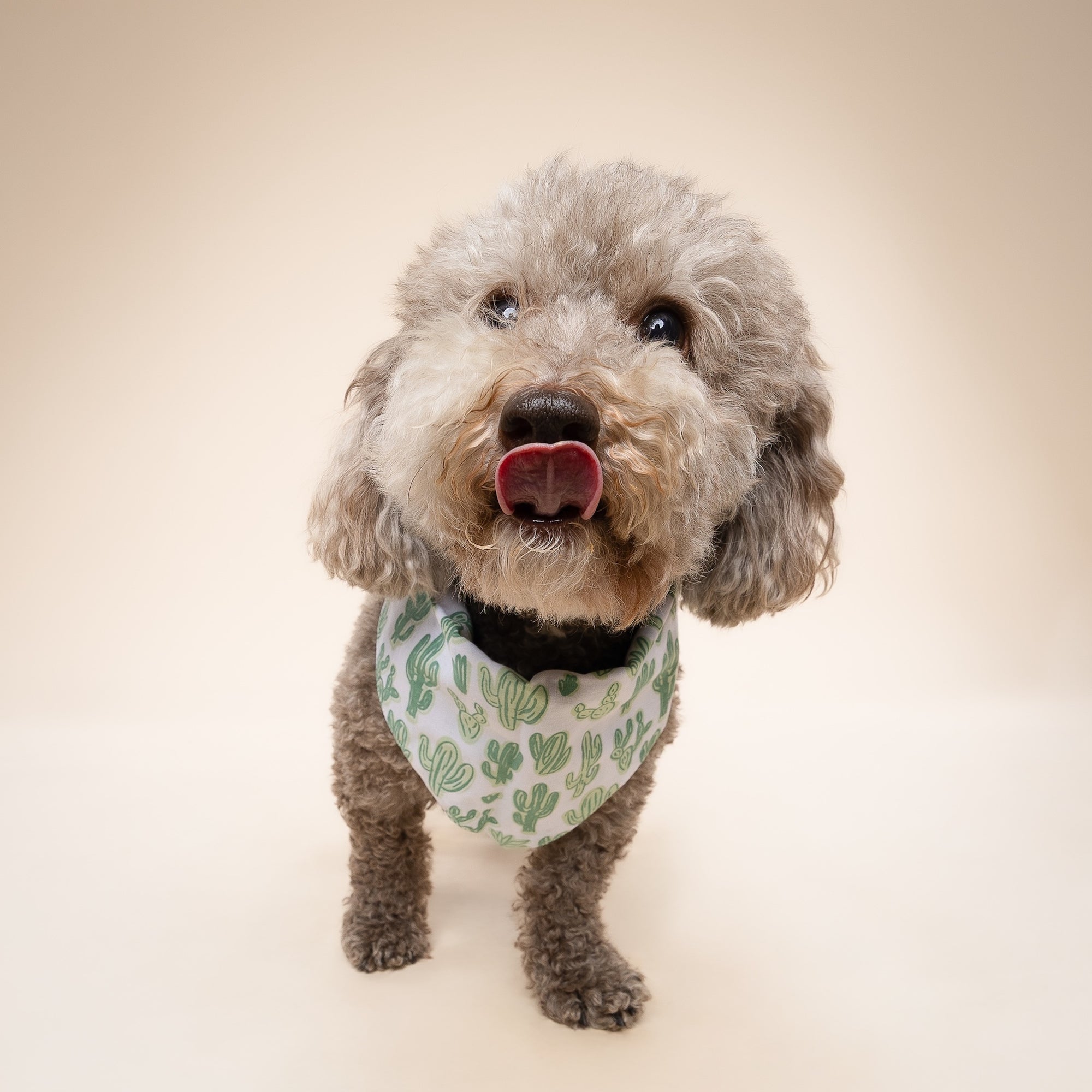 Yucca Cactus Dog Bandana
