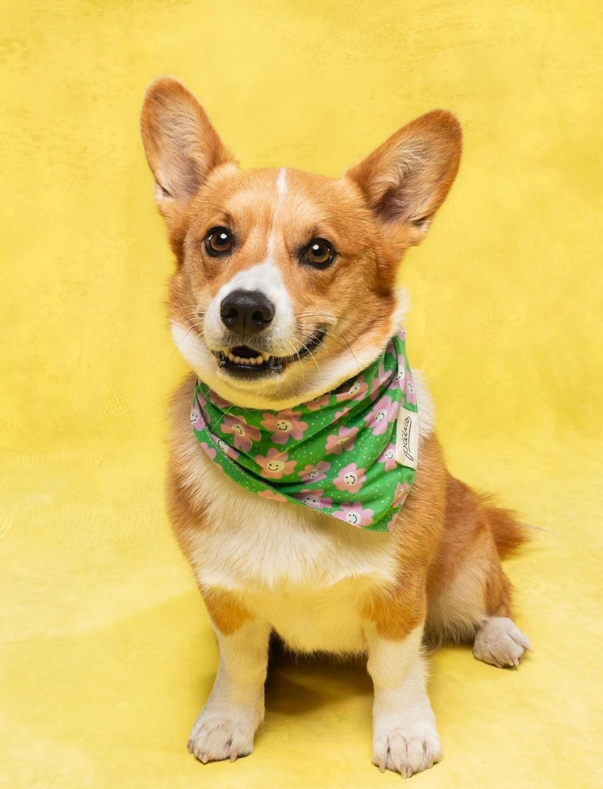 Ziggy Dog Bandana from The Paws