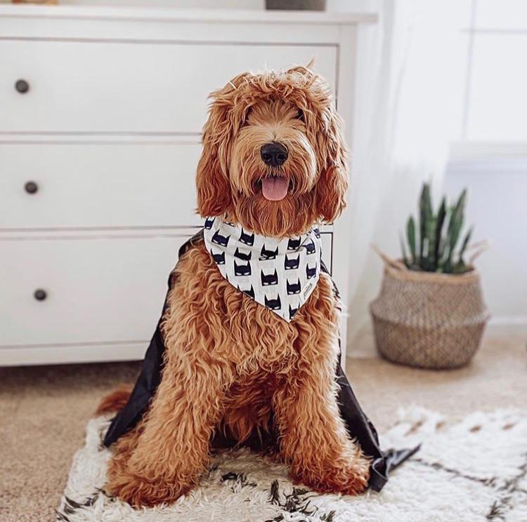 The Batman Dog Bandana from The Paws