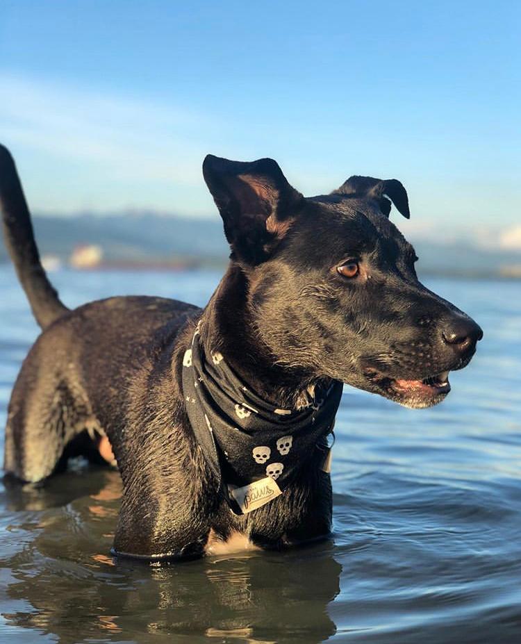 Black Pup in the water wearing One Eyed Honey Bandana
