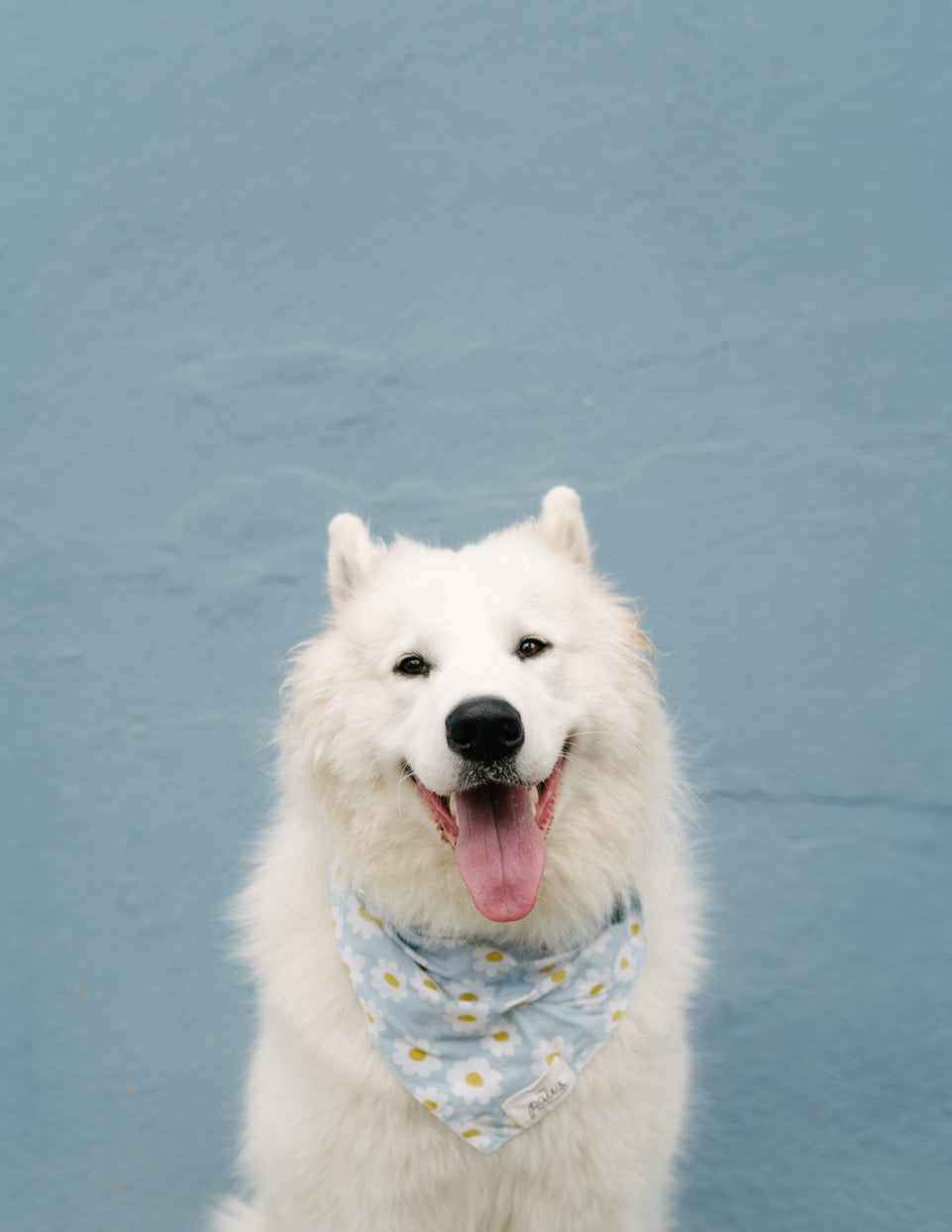 Happy Dog in his Blue Daisy Chain Bandana