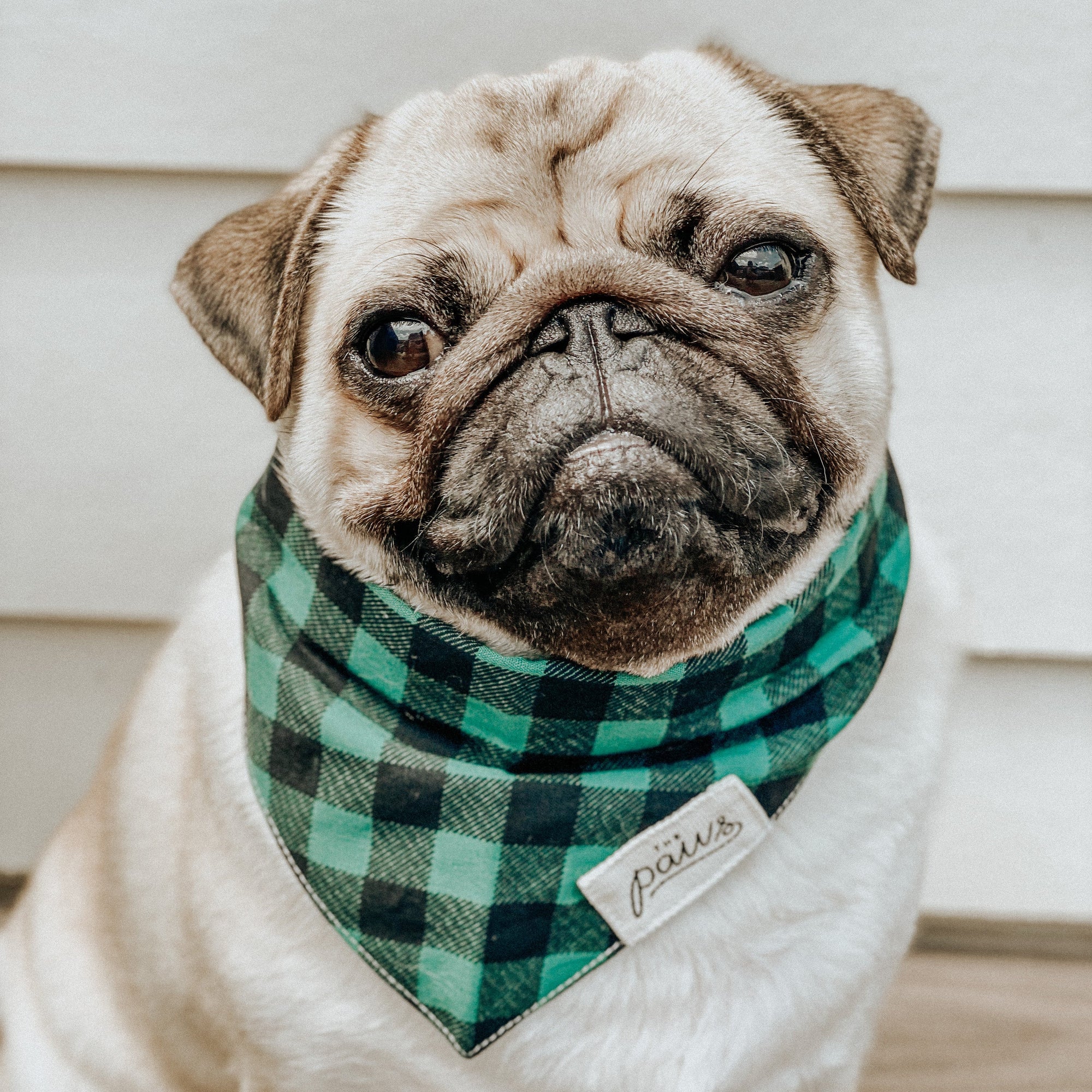 Bourbon dog bandana from The Paws