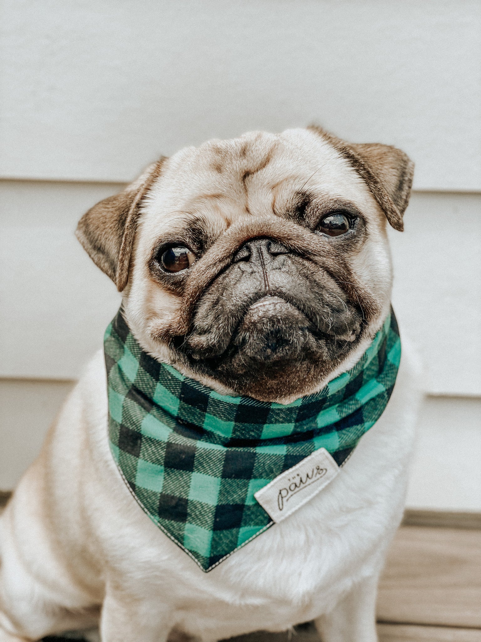 Bourbon dog bandana from The Paws
