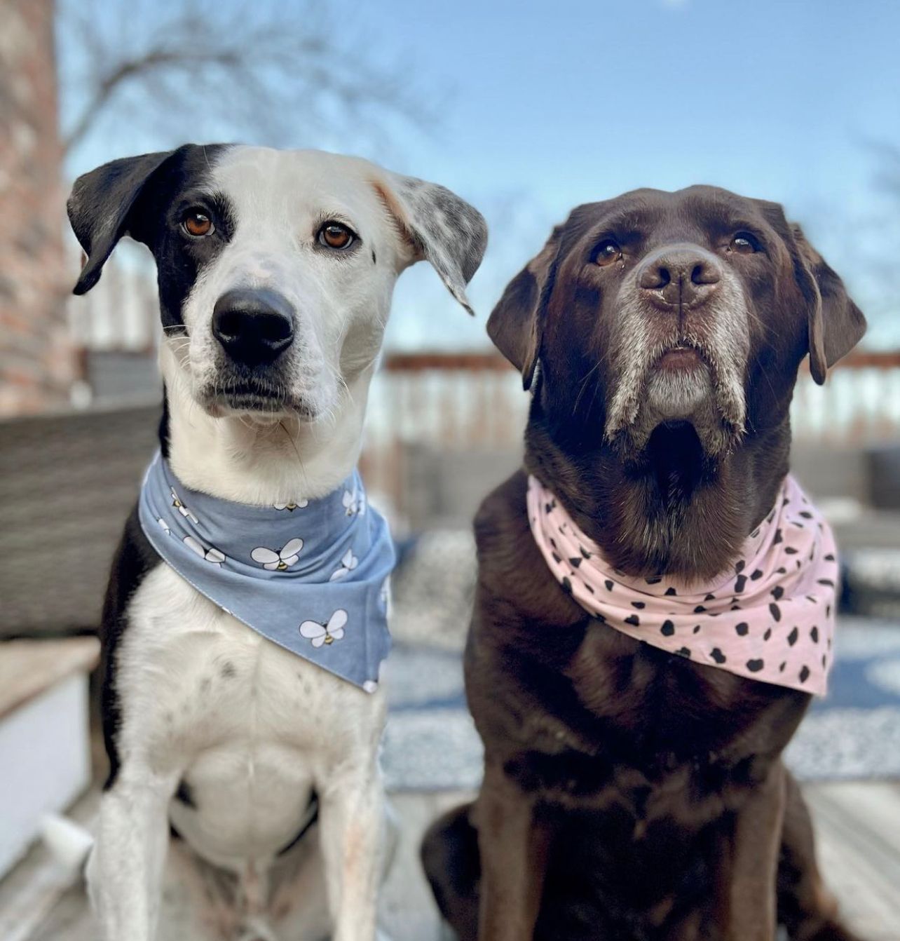 Fetch Dog Bandana