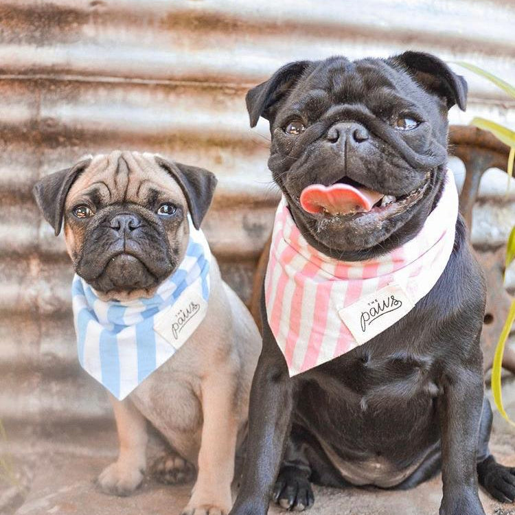 Siblings Wearing Matching Striped Bandanas 