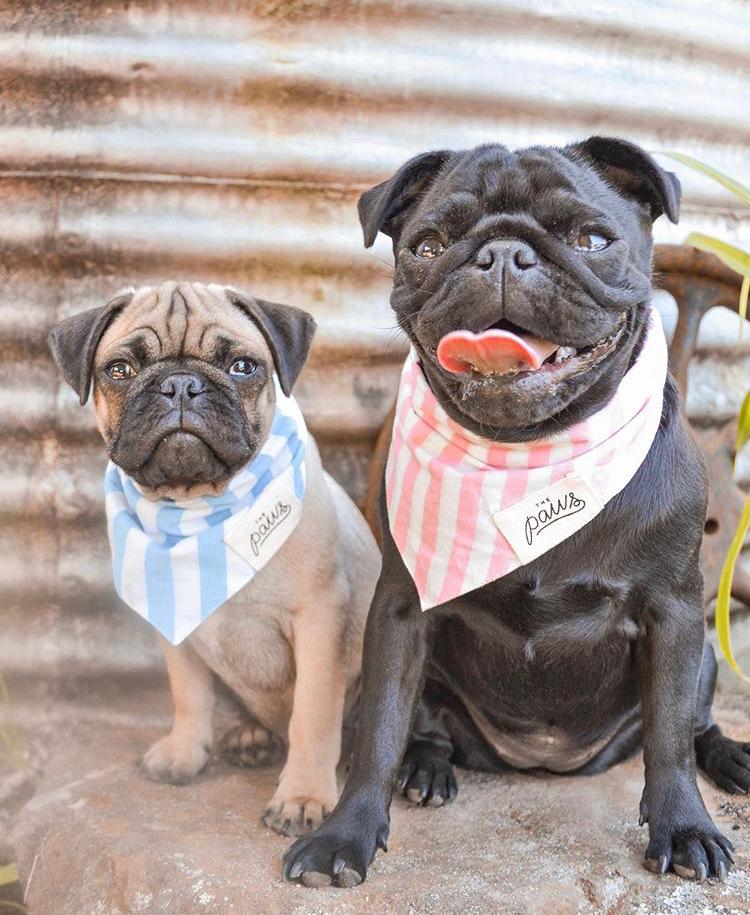 Siblings Wearing Matching Striped Bandanas 