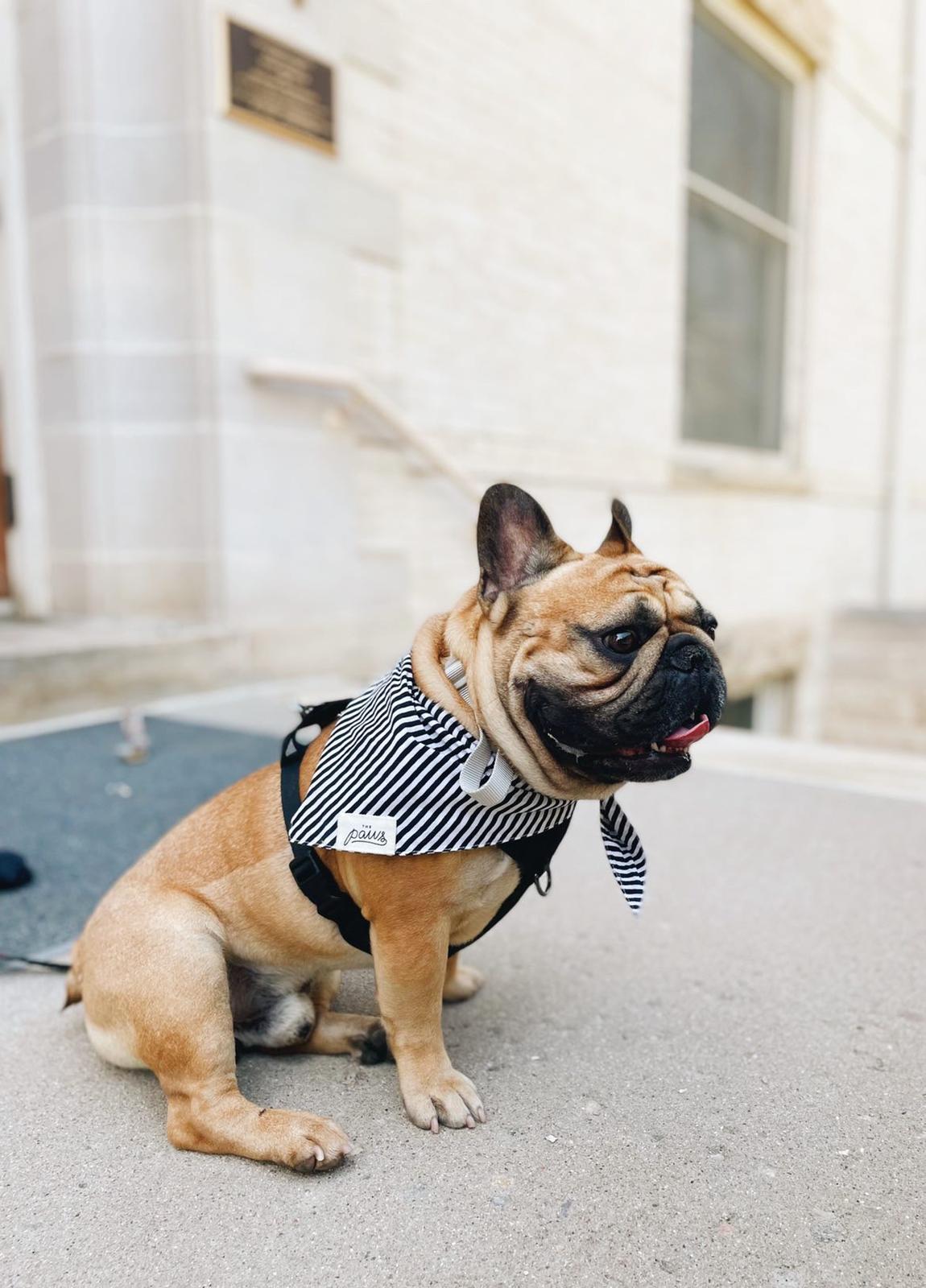 Captain Jack Dog Bandana
