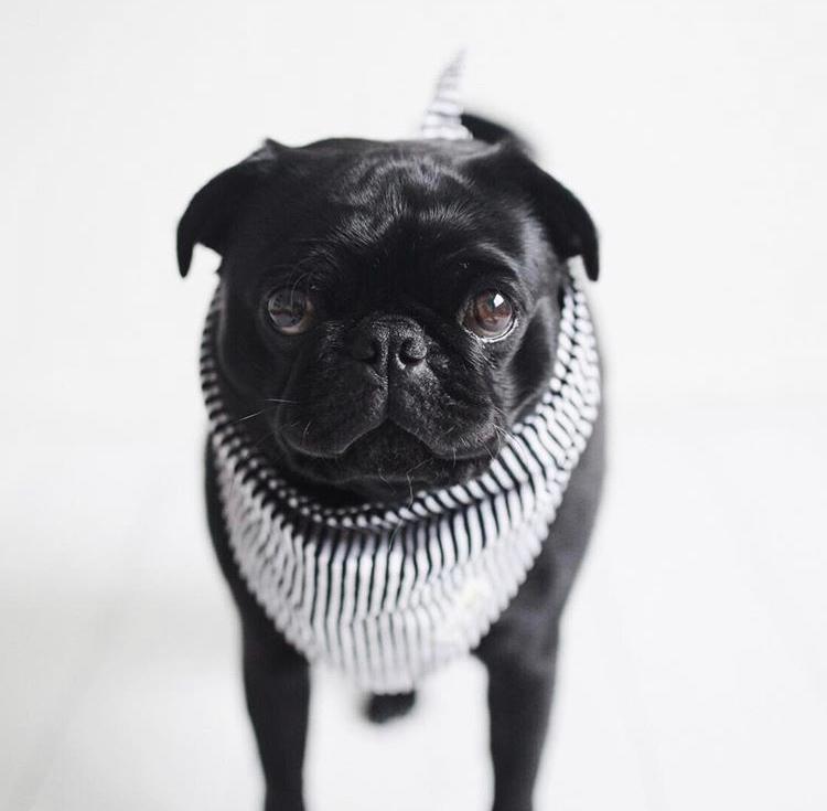 Captain Jack Dog Bandana