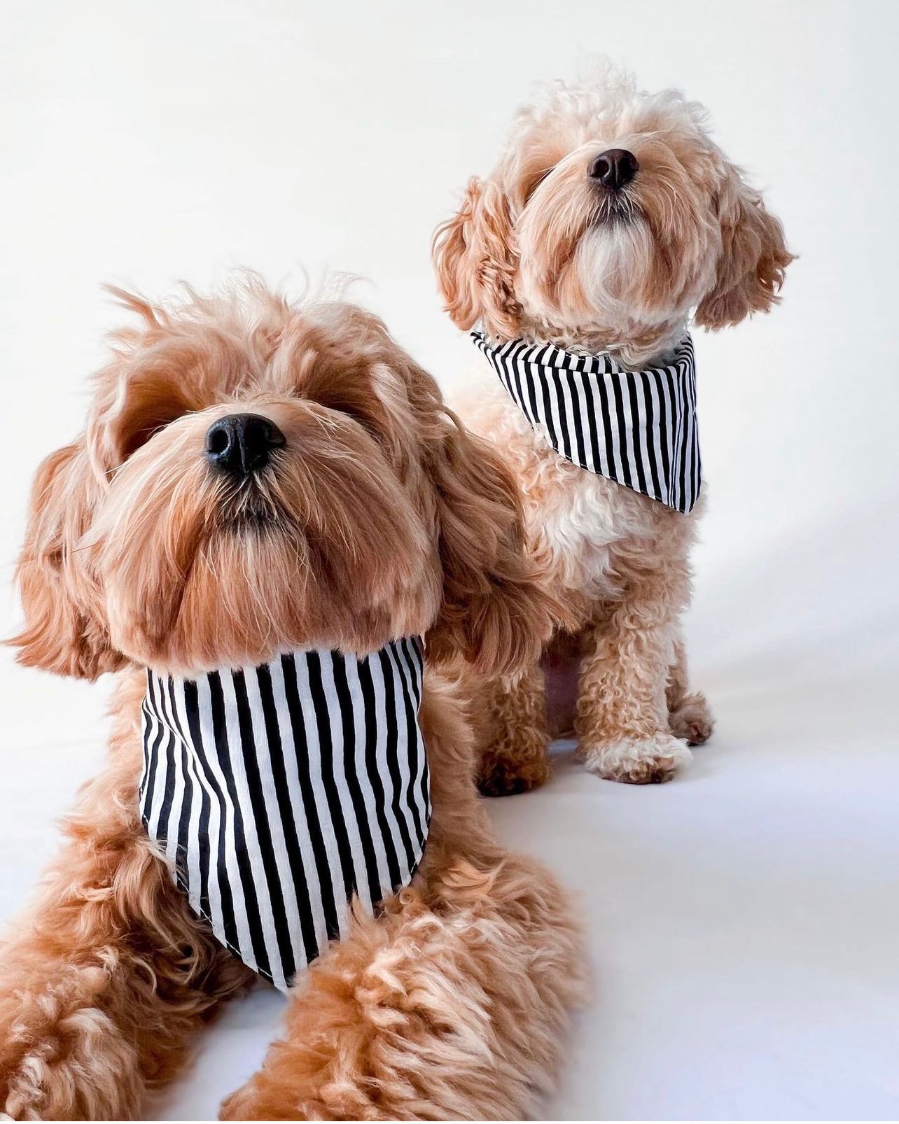 Captain Jack Bandanas from The Paws