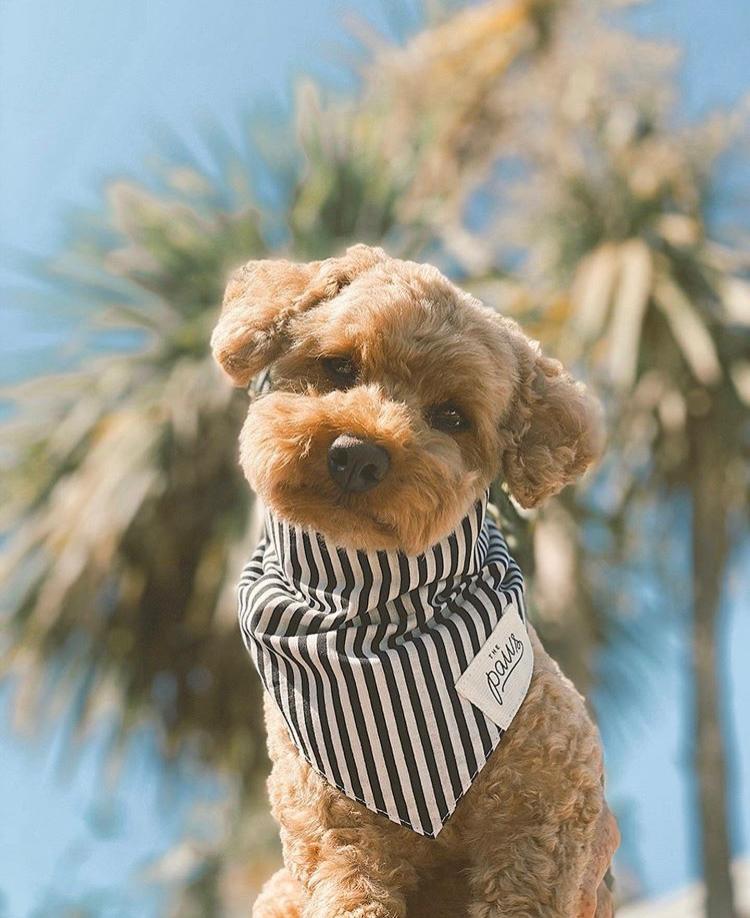 Captain Jack Dog Bandana