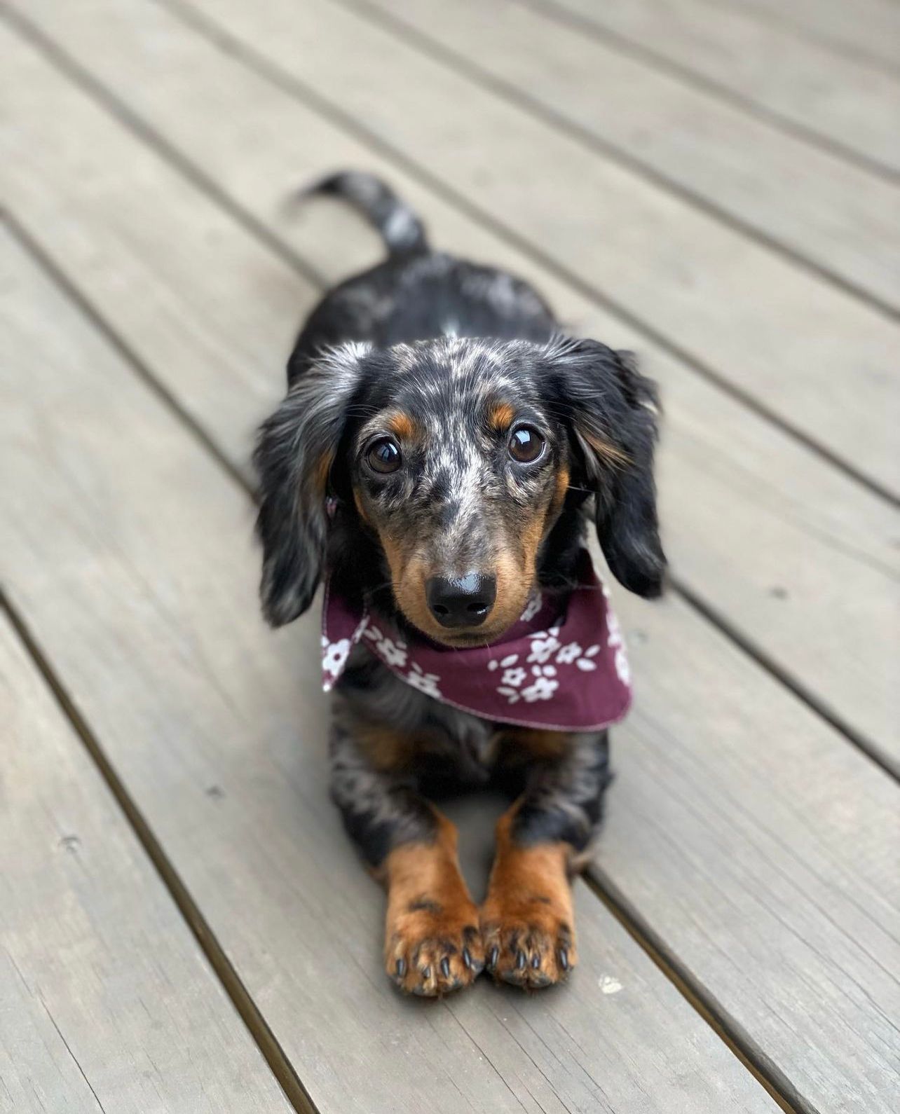 The cute look - Chatham Dog Bandana from The Paws