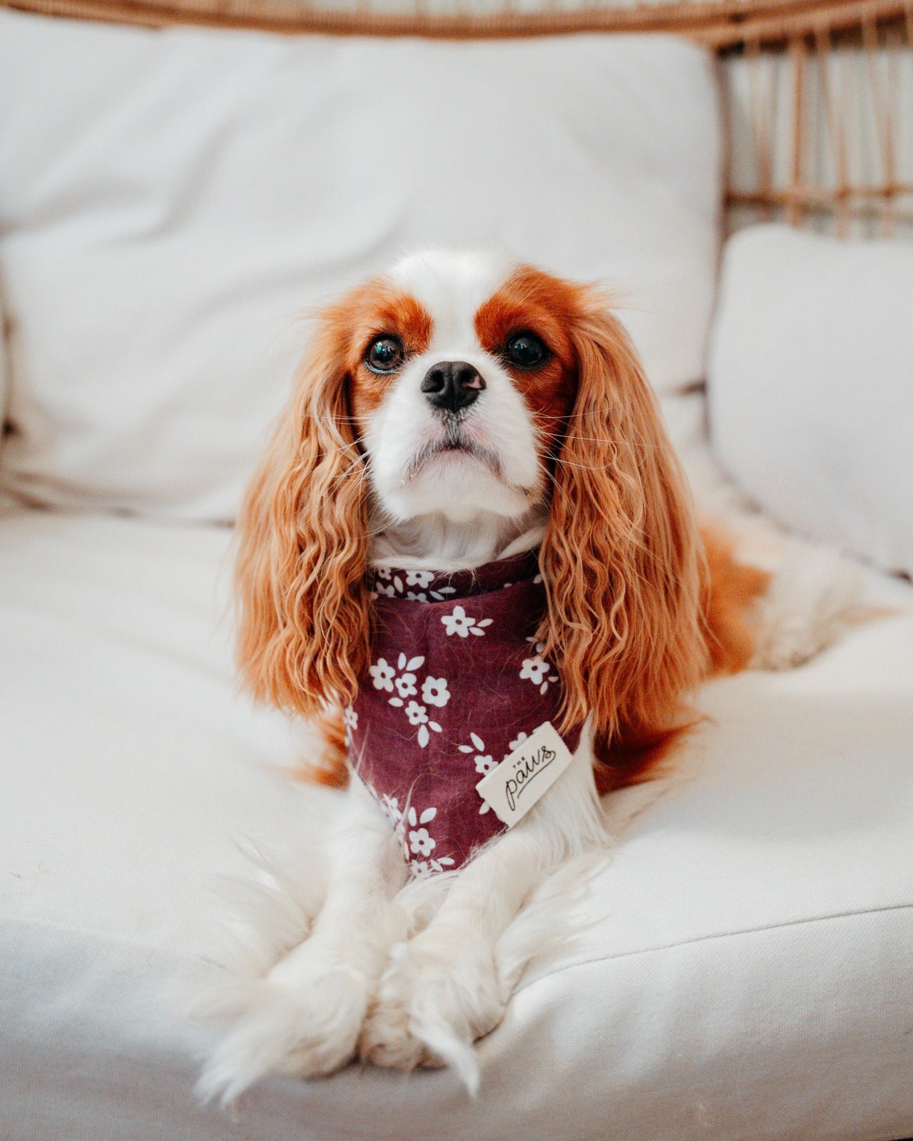 Relaxing in the Chatham Dog Bandana from The Paws