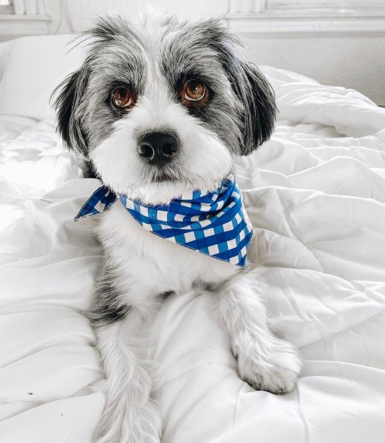 Dog wearing Blue Checkered Bandana