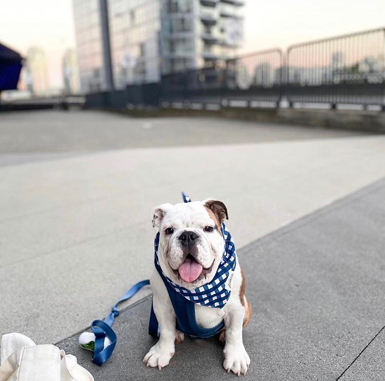 Classic Blue Check Bandana in the city